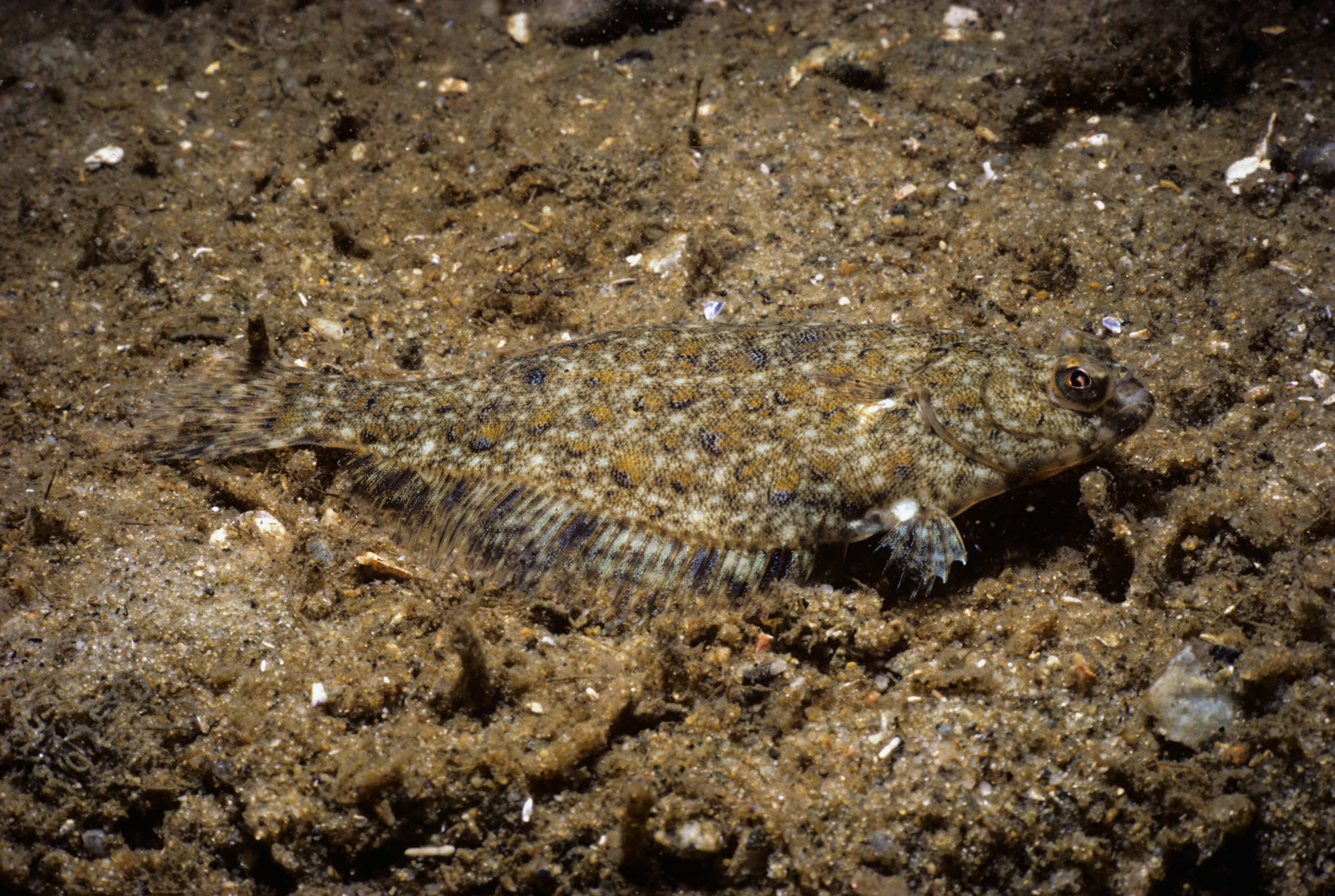 A flounder (Pleuronectes americanus) camouflaged along the sandy bottom. © Jeff Rotman / jeffrotman.com