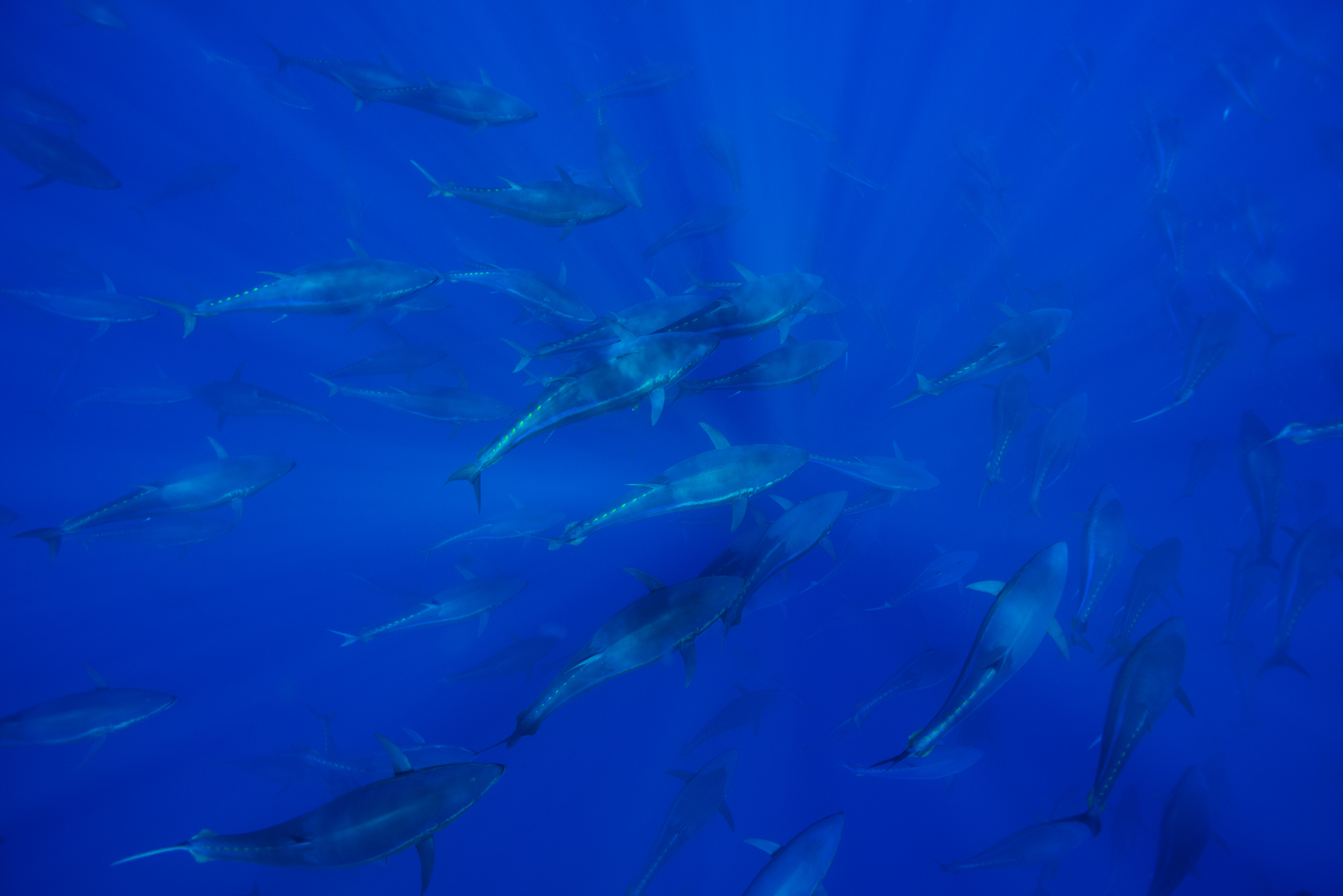 Atlantic bluefin tuna (Thunnus thynnus) shoal in open ocean, North of Santa Maria island, Azores, Portugal, September.