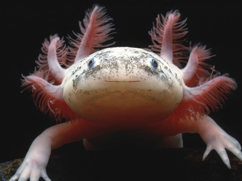 Mexico City and its Sacred Salamanders