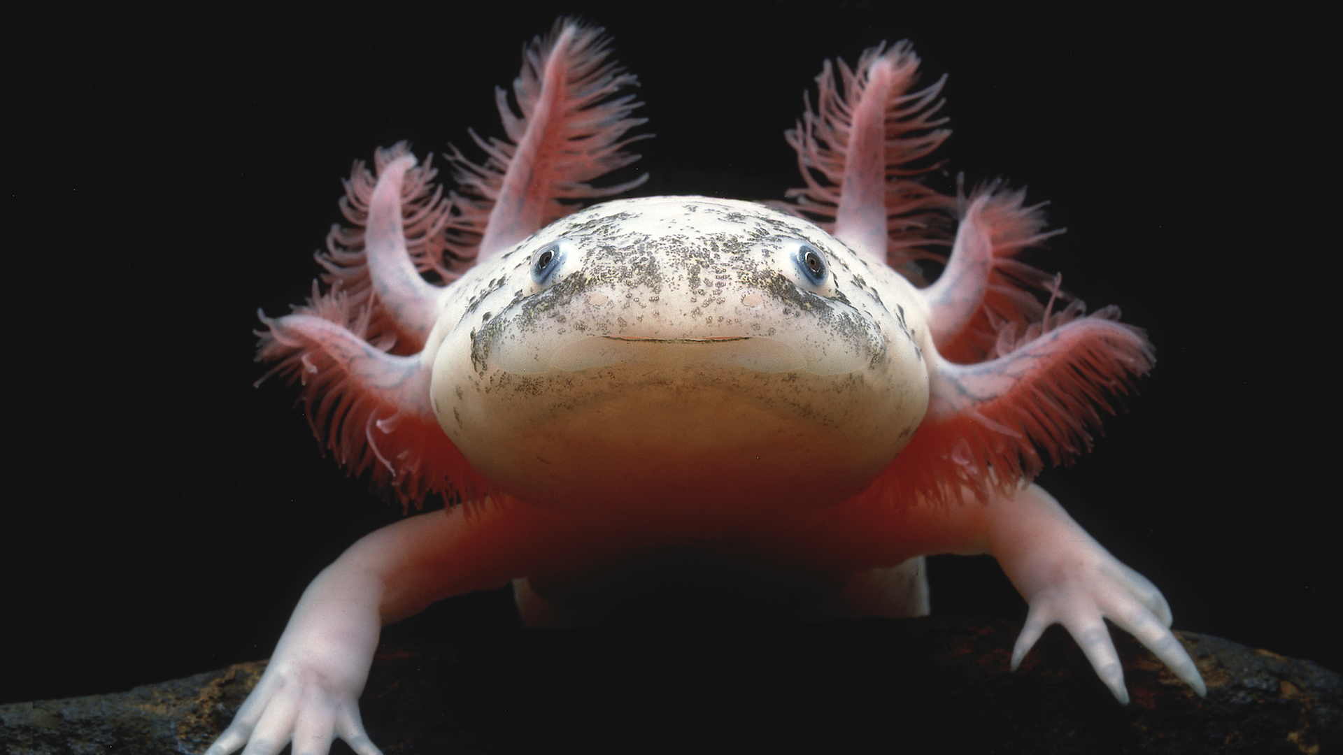 Mexico City and its Sacred Salamanders