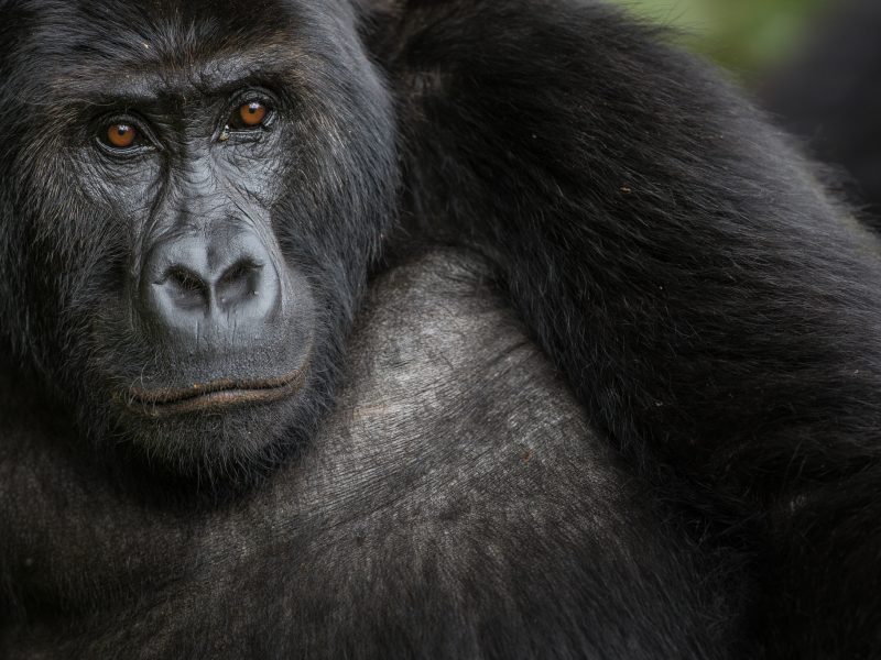 A female Grauer’s gorilla calmly observes the team as it approaches. The Grauer’s gorilla (also known as eastern lowland gorilla) is the largest of the four gorilla subspecies, narrowly beating its closest relative, the mountain gorilla. There are an estimated 2000-5000 left, all of them in eastern DRC.