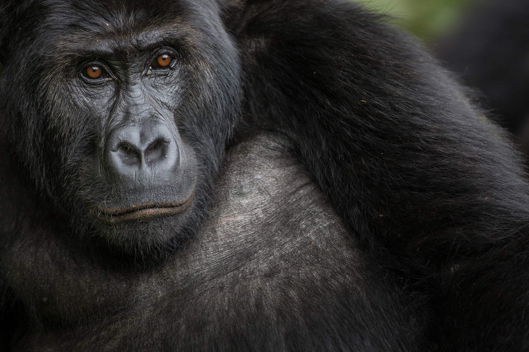 A female Grauer’s gorilla calmly observes the team as it approaches. The Grauer’s gorilla (also known as eastern lowland gorilla) is the largest of the four gorilla subspecies, narrowly beating its closest relative, the mountain gorilla. There are an estimated 2000-5000 left, all of them in eastern DRC.