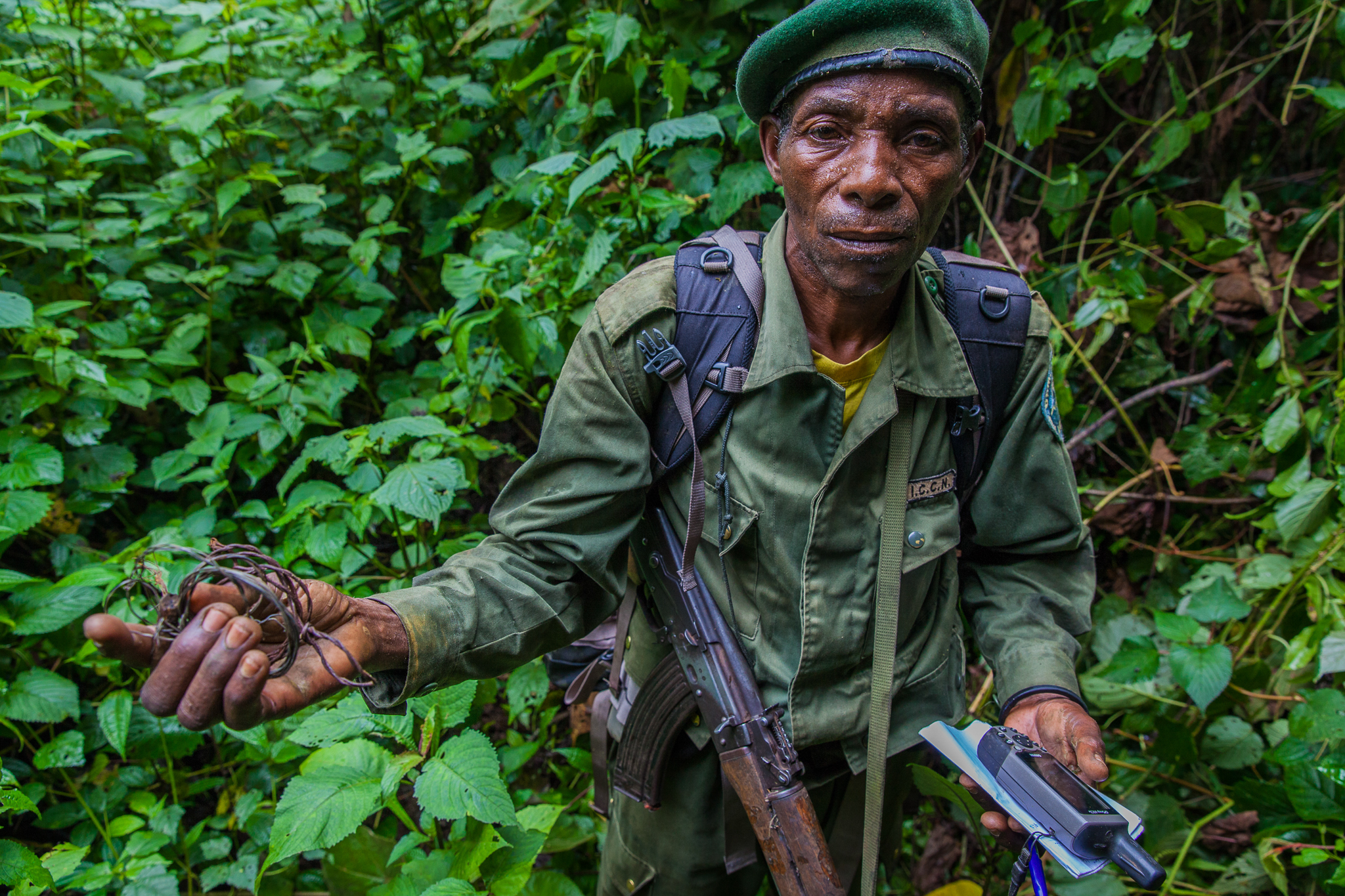 Although snares are used primarily to catch antelopes, bush pigs, and other sources of bush meat, they are indiscriminate killers--trapping leopards and gorillas just as easily as their intended victims. Park rangers look for and collect these lethal instruments on their daily patrols.