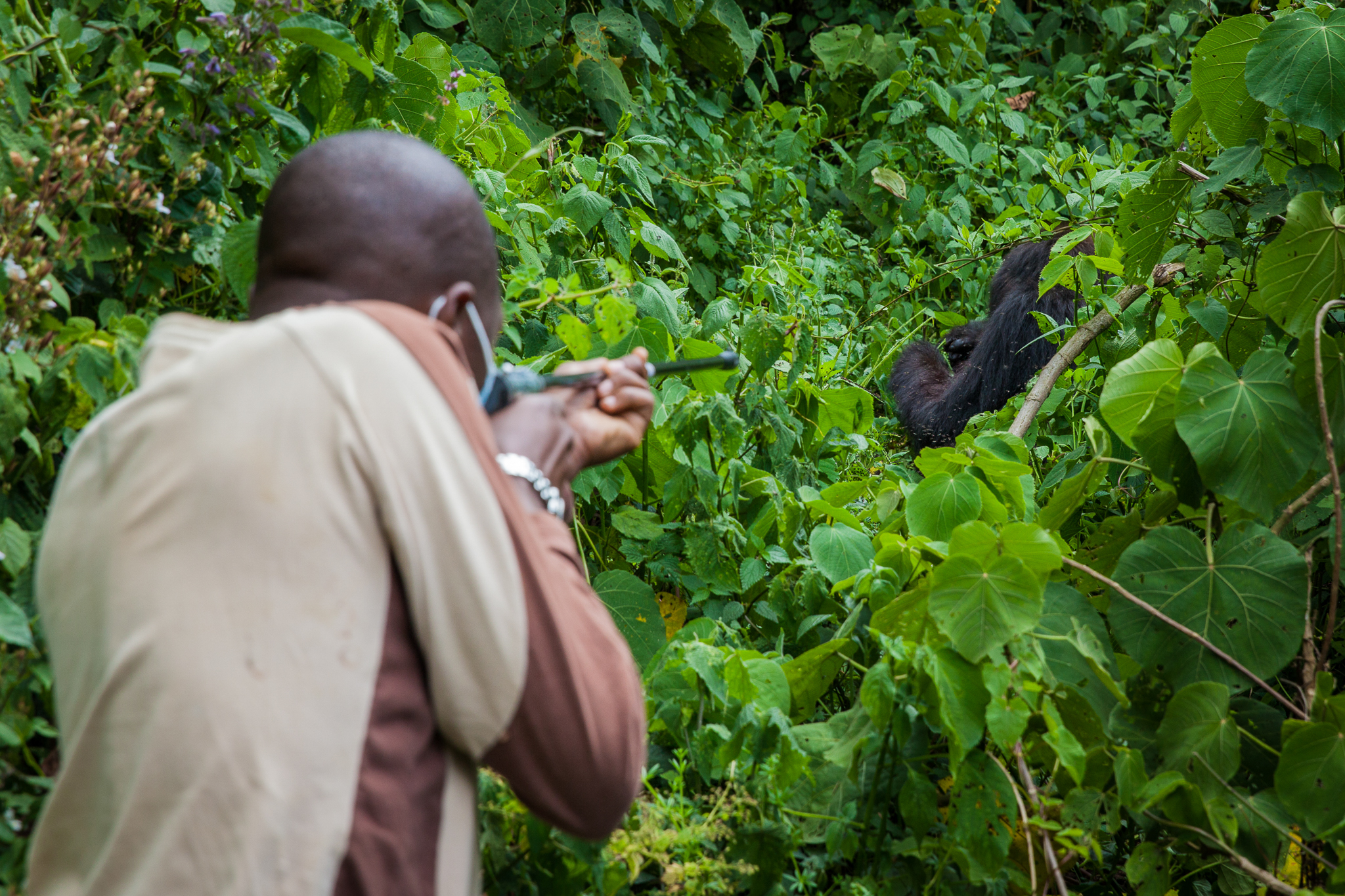 Eddy Kabale takes careful aim before puling the trigger. To avoid frightening or intimidating the group’s silverback male, the team followed 33-year-old female mountain gorilla Gashangi until she became separated from the rest of her family.