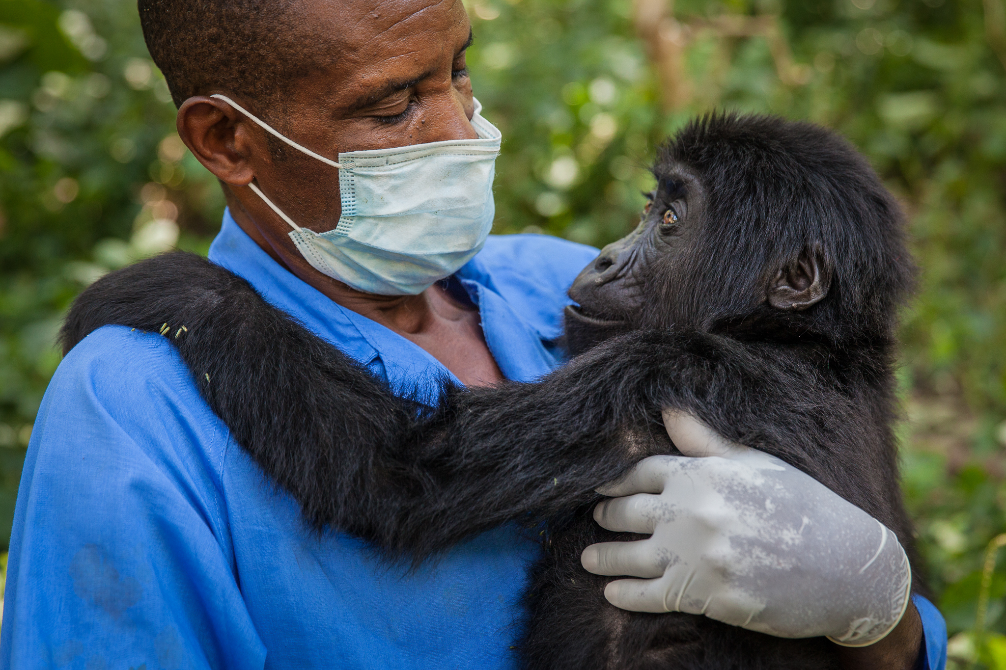 Kalonge wakes up from sedation to find herself in the safety of carer Phillip’s arms, immediately reaching out to place her arms around him. Their bond is comparable to that she would have formed with her natural parents in the wild, and her trust for Phillip is complete.