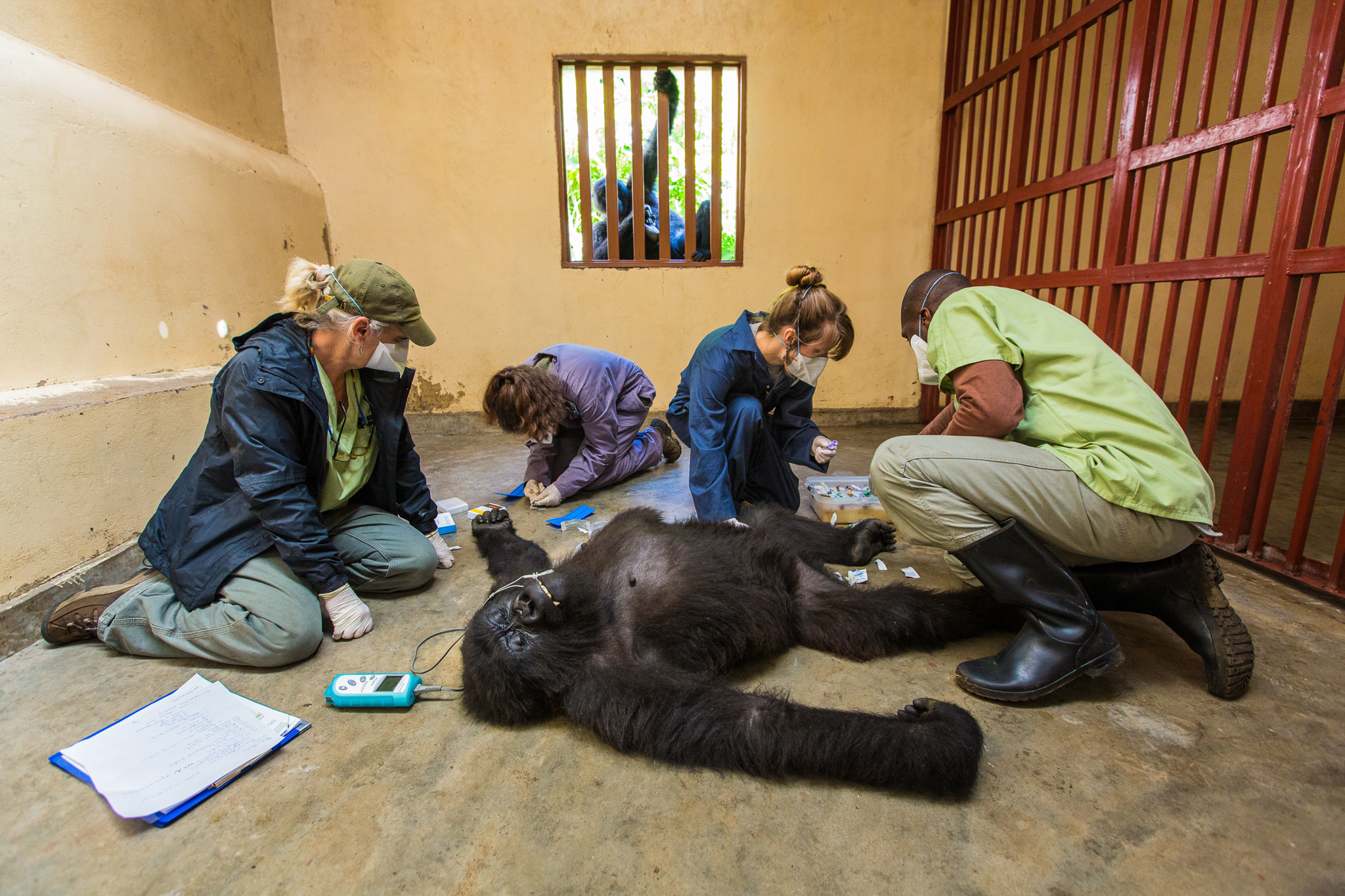 Ndeze watches with concern as the Gorilla Doctors team examines Maisha. Earlier, when Maisha was meant to be fasting in preparation for her examination, Ndeze attempted to sneak her bananas through the bars.
