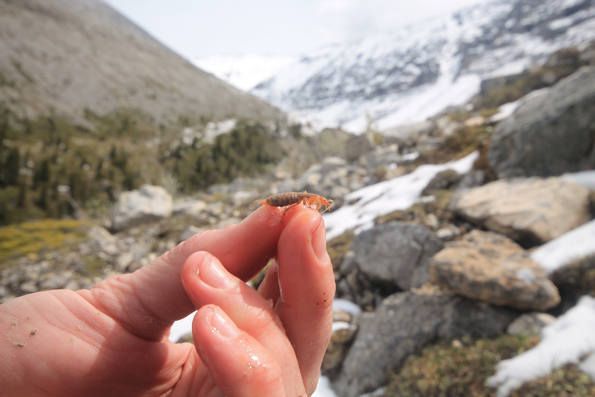 Entomologist Sean Schoville holds a female ice crawler with a large abdomen, a sign that she is carrying eggs.