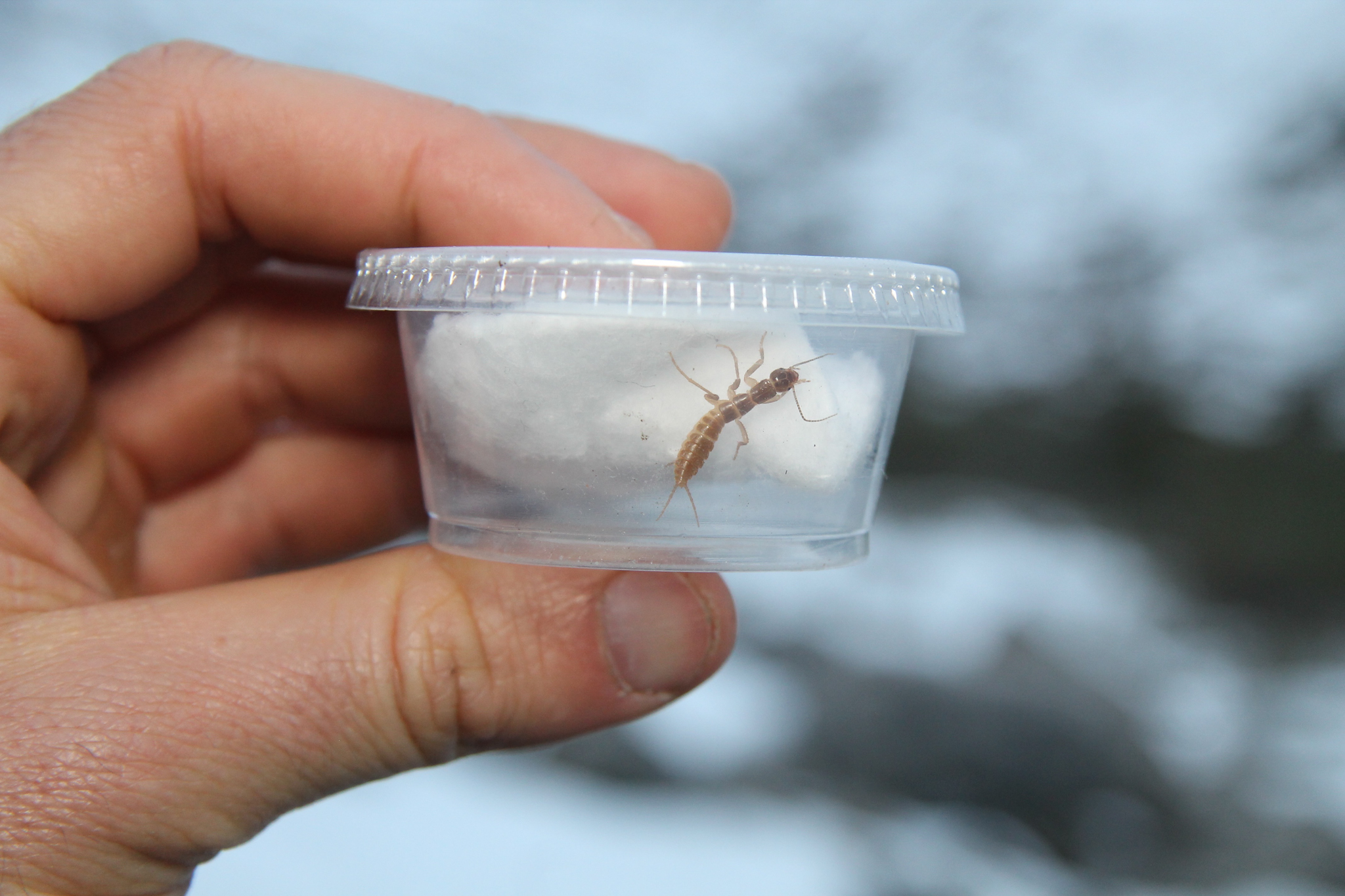 As a relic from a once-frozen Earth, ice crawlers’ dependence on cold environments has made them a bellwether for climate change. Entomologist Sean Schoville will bring live ice crawlers back to his lab to study how they cope with changes in temperature.