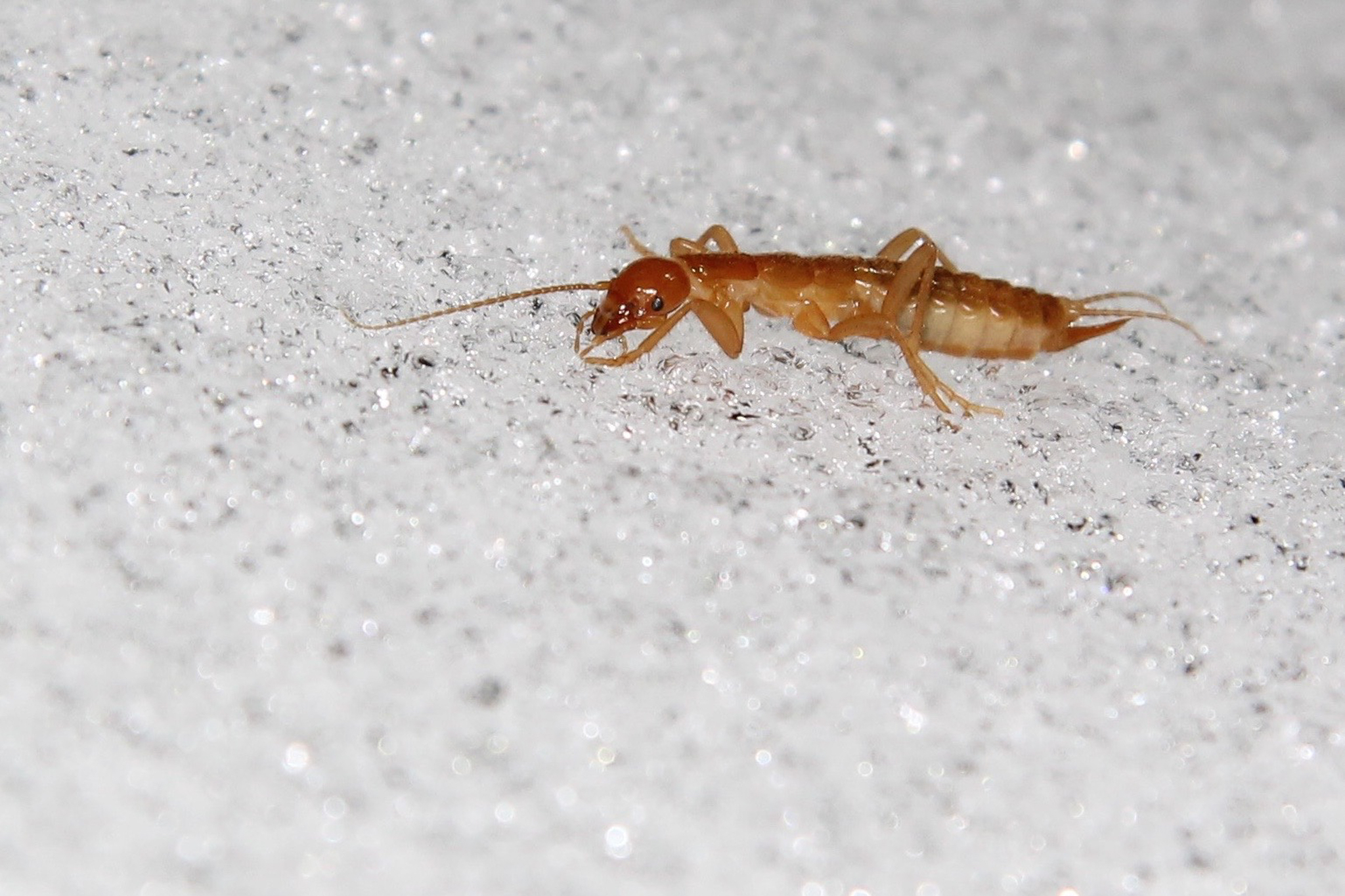 The scientific name for the ice crawler family is Grylloblattidae, which means “cricket-roach.” Since their discovery in the early 20th century, ice crawlers have occupied a much-debated branch of the insect family tree—a branch that’s been moved around with each new taxonomic study.