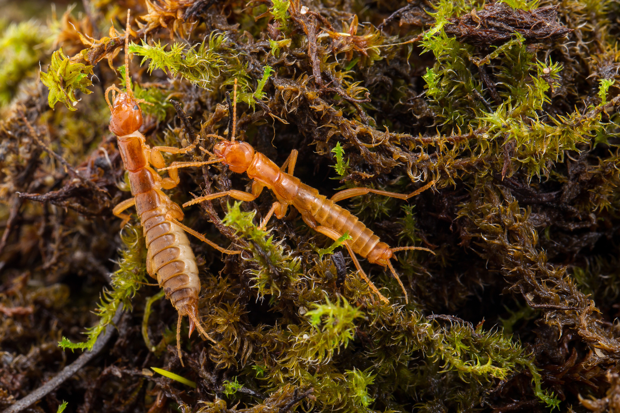 Photo of two ice crawlers on moss by Abbott Nature Photography