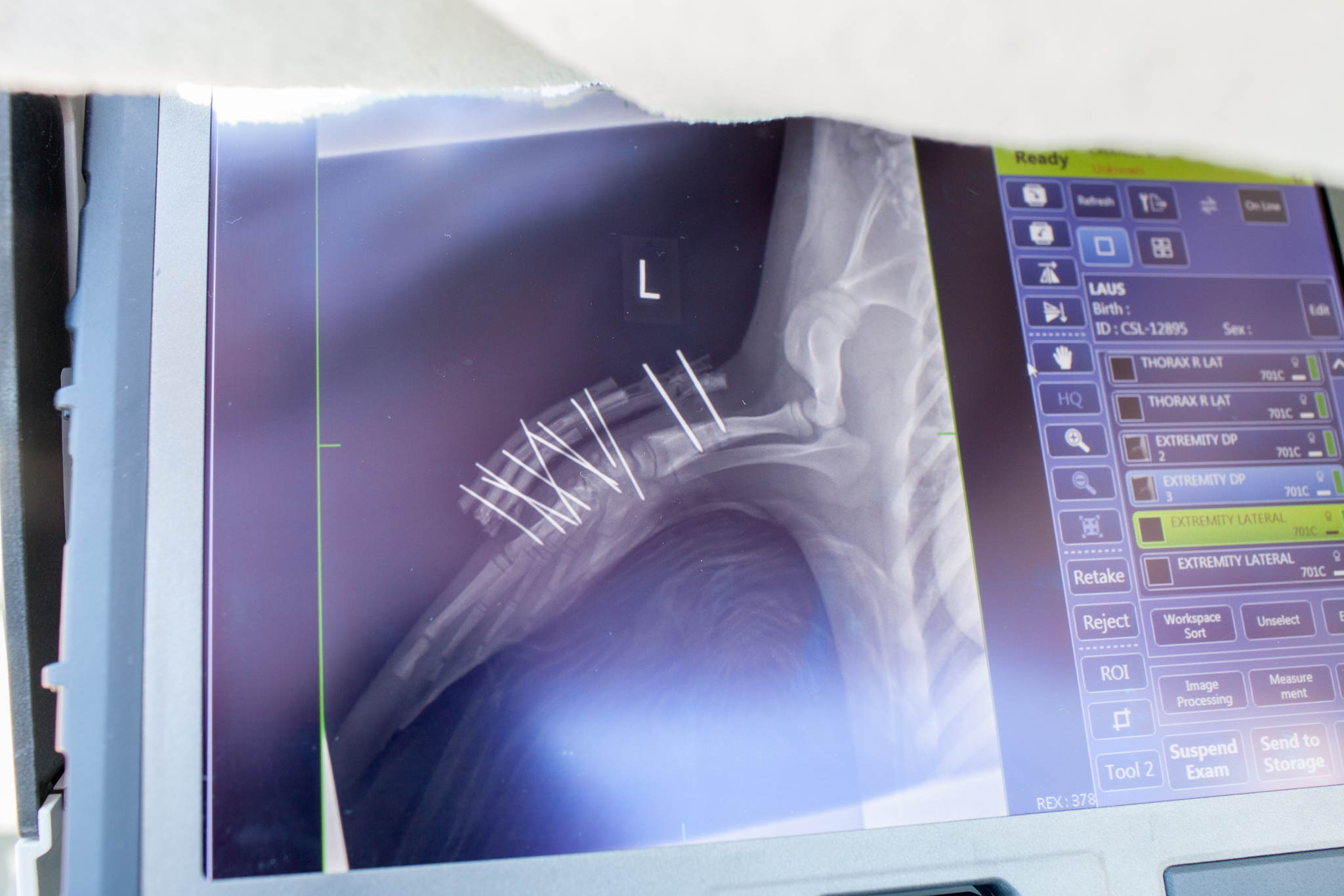 The X-ray image of an injured sea lion’s flipper reveals the hardware used to set the break.
