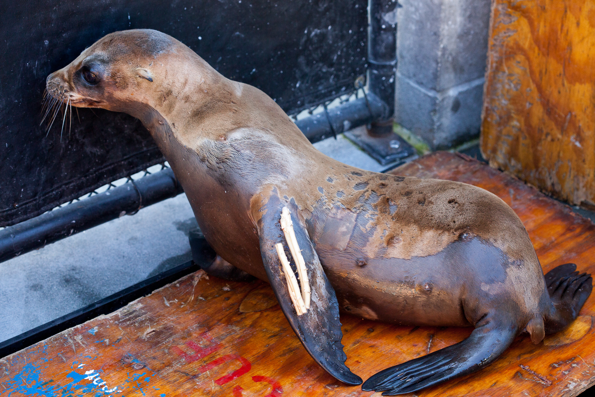 Still recovering from sedation, a disoriented sea lion pup ambles back to its enclosure. Taking the X-ray required multiple staff members to ensure the animal’s safety throughout the procedure.