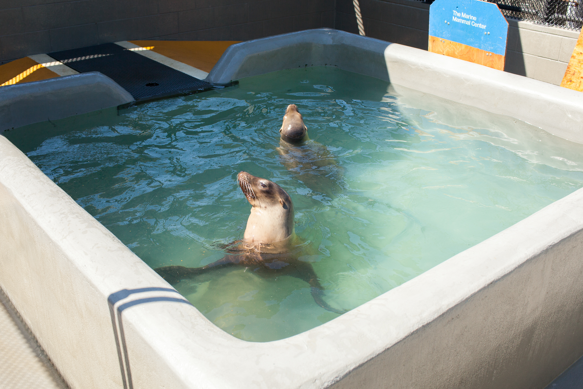 A pair of sea lion patients share a pool while undergoing rehabilitation at The Marine Mammal Center.