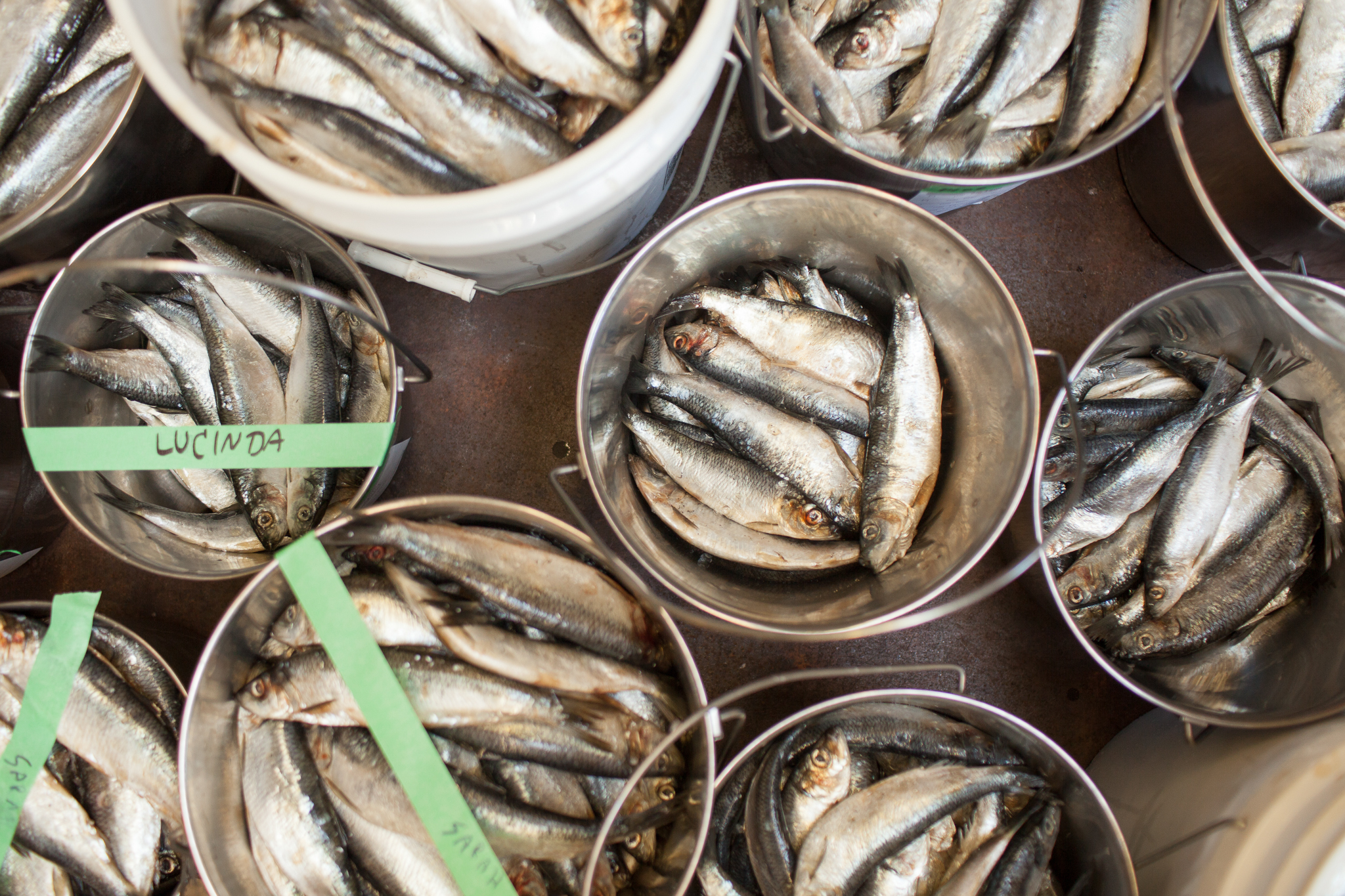 Marine Mammal Center staff feed emaciated seals and sea lions about 10 percent of their weight in baitfish each day.