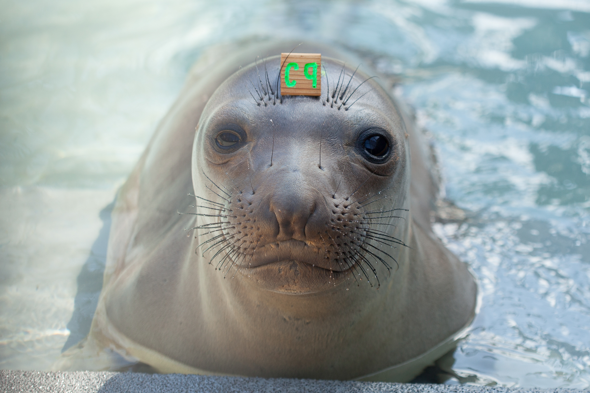 A young elephant seal patient is identified by its temporary forehead “hat tag.” Several species of pinnipeds are cared for at The Marine Mammal Center, and methods of identification differ to suit their distinct morphologies.