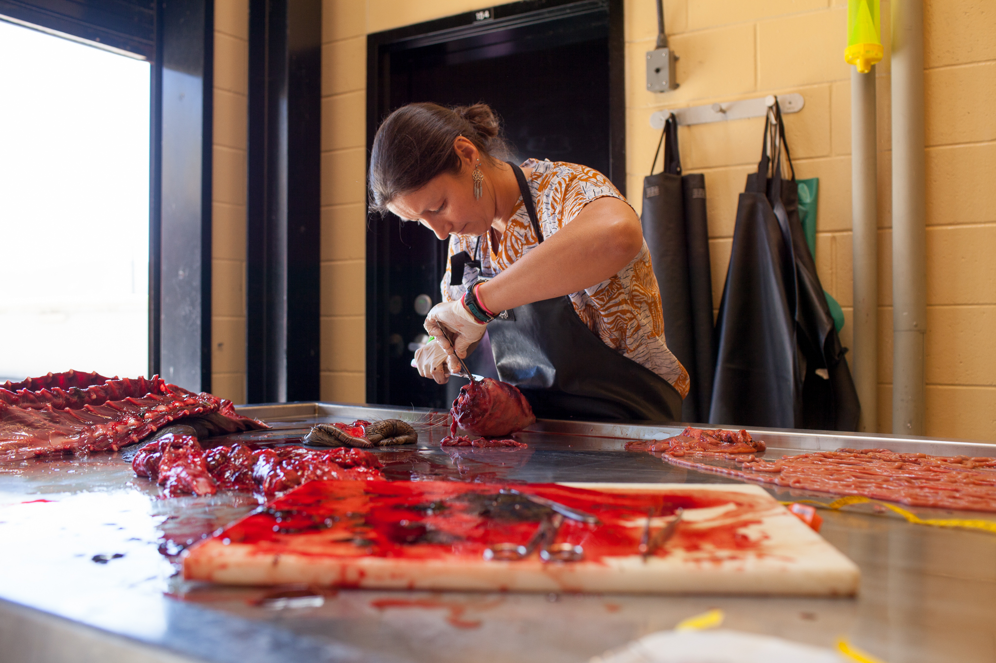 Surrounded by the remains of the sea lion pup, Halaska dissects the animal’s skull to access brain tissue that will be used in scientific research.
