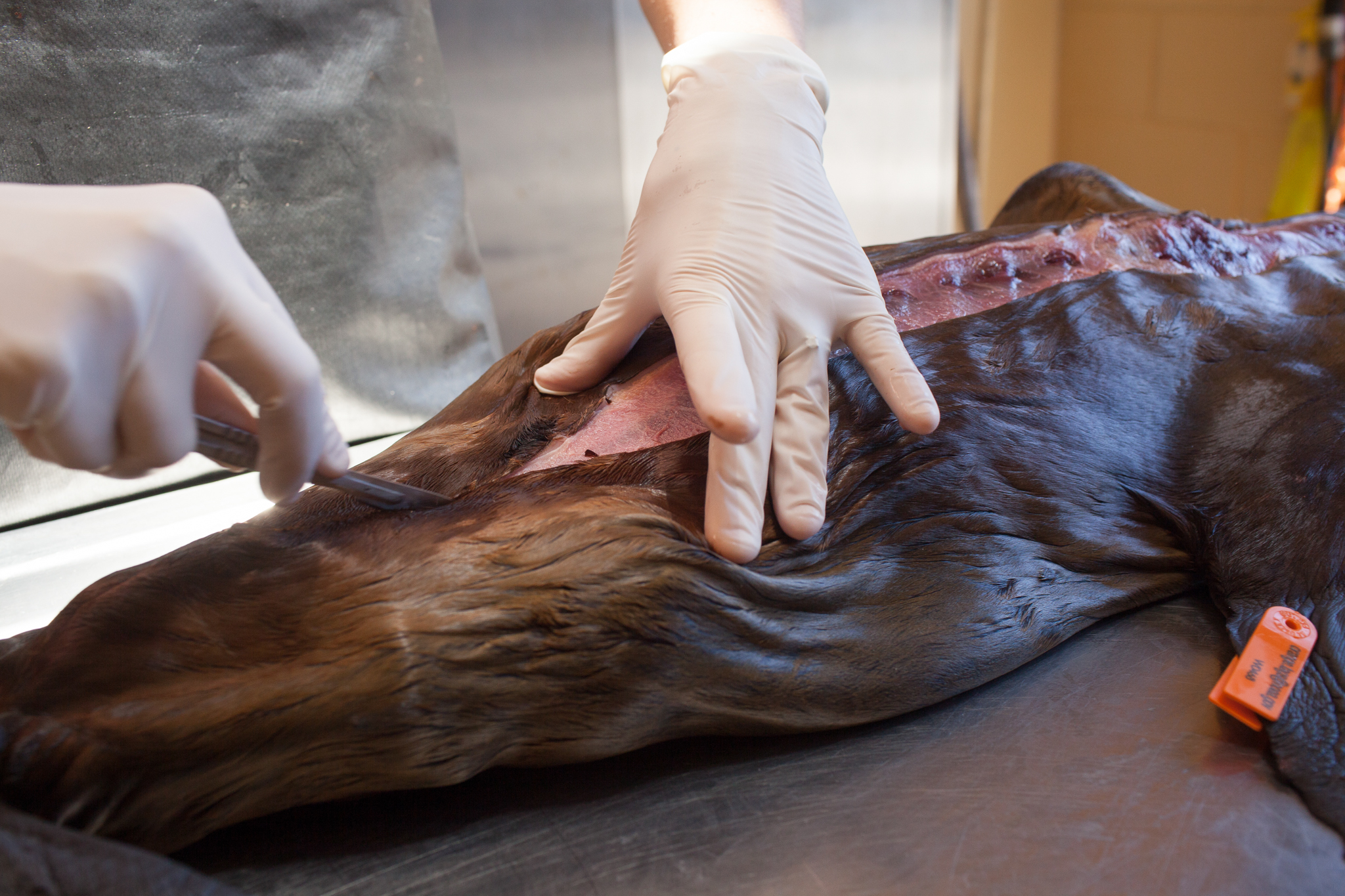 Each death is a loss—and an opportunity. Every animal that dies at The Marine Mammal Center is studied exhaustively, and tissue samples are taken from nearly every organ.