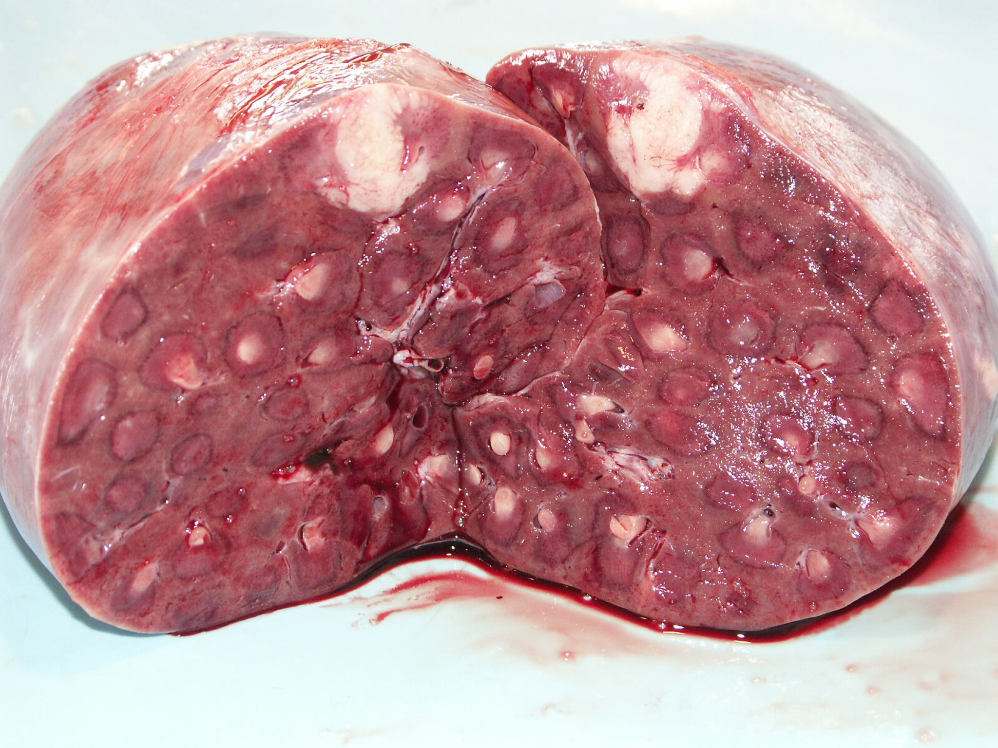 A cross section of this sea lion kidney reveals numerous tumors. Photo courtesy of The Marine Mammal Center