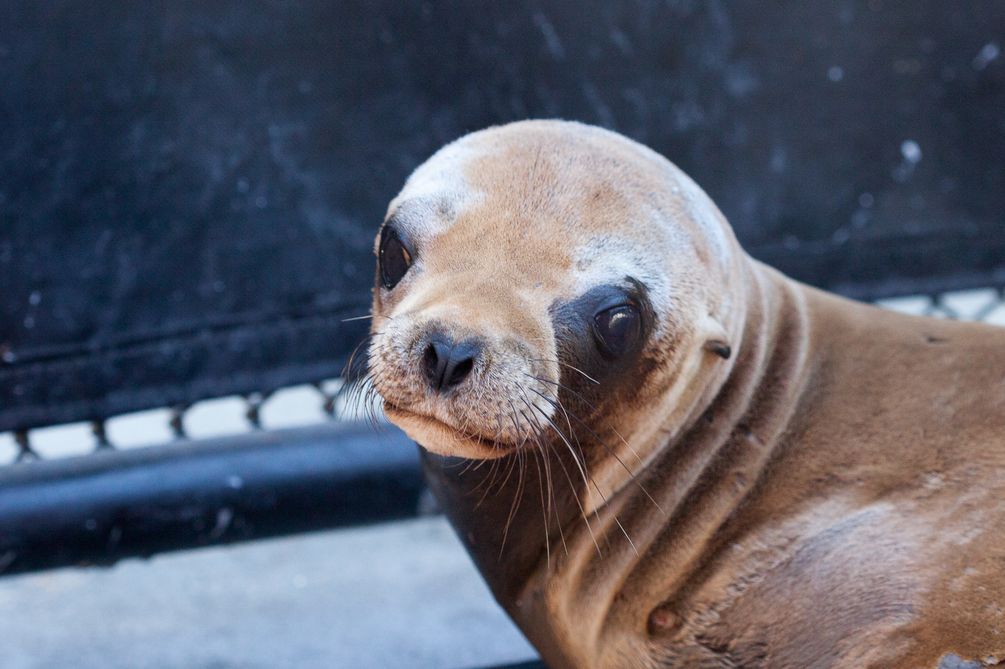 A sea lion pup recovers from sedation after being X-rayed.