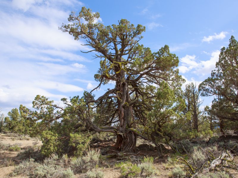 A large and ancient juniper stands next to a trail in the Badlands Wilderness.