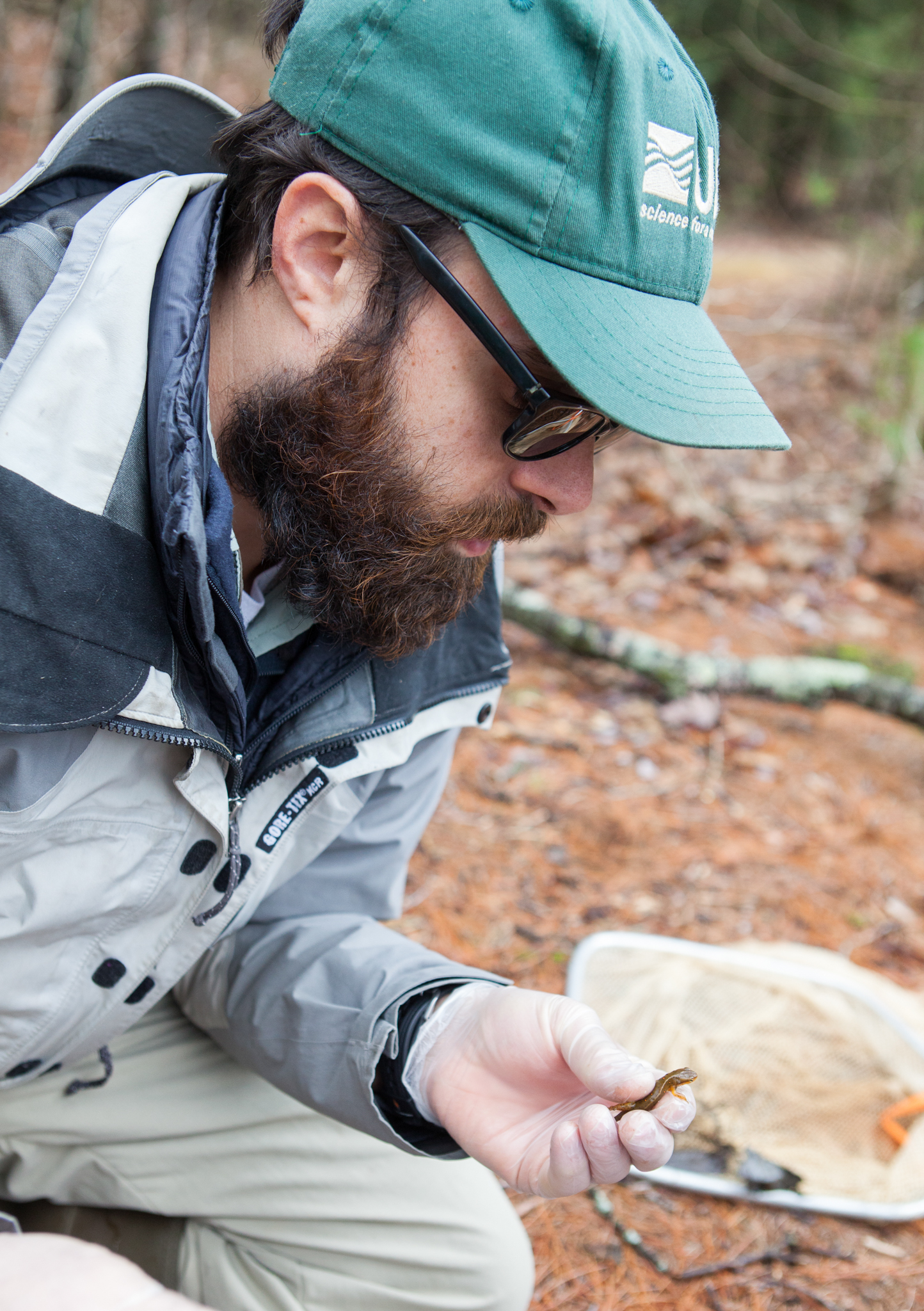 Evan Grant, a wildlife biologist with the United States Geological Survey, examines a red-spotted newt (Notophthalmus viridescens) for any signs of Bsal infection. Photograph by Geoffrey Giller