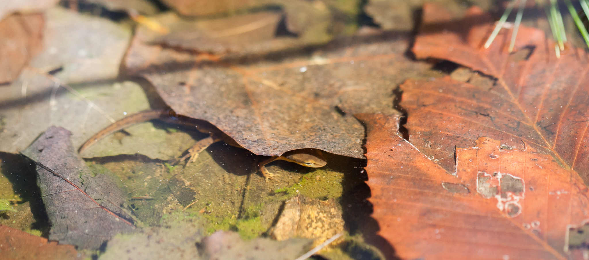 An adult red-spotted newt peers out from beneath a leaf. These newts spend an intermediate life stage, between the larval and adult stages, as bright orange “efts,” living on forest floor before returning to the water several years later. Photograph by Geoffrey Giller