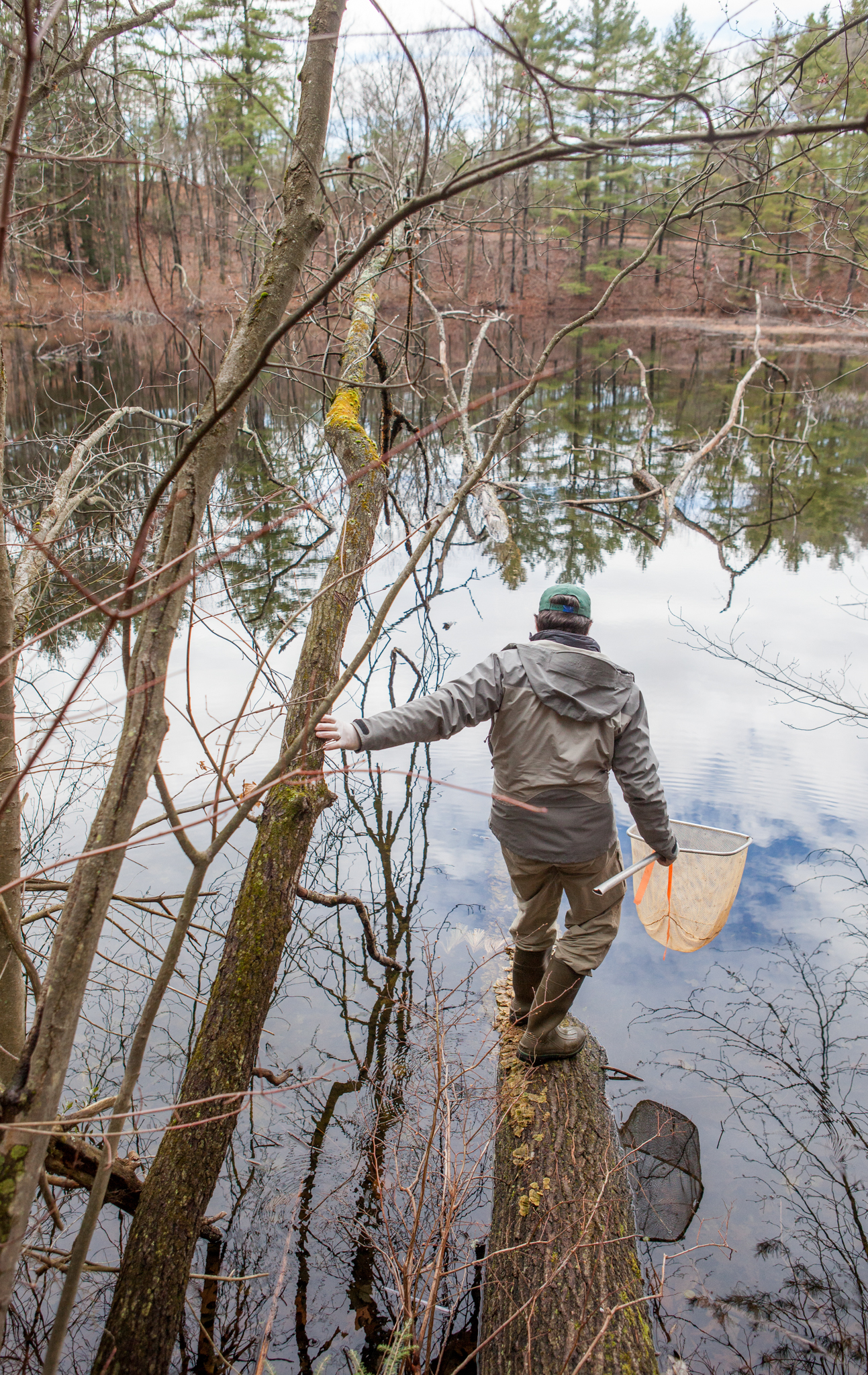 Net in hand, Grant ventures out on a fallen tree to try to capture a newt in this roadside pond in western Massachusetts. He says there could be hundreds or thousands of newts living in the pond. Photograph by Geoffrey Giller