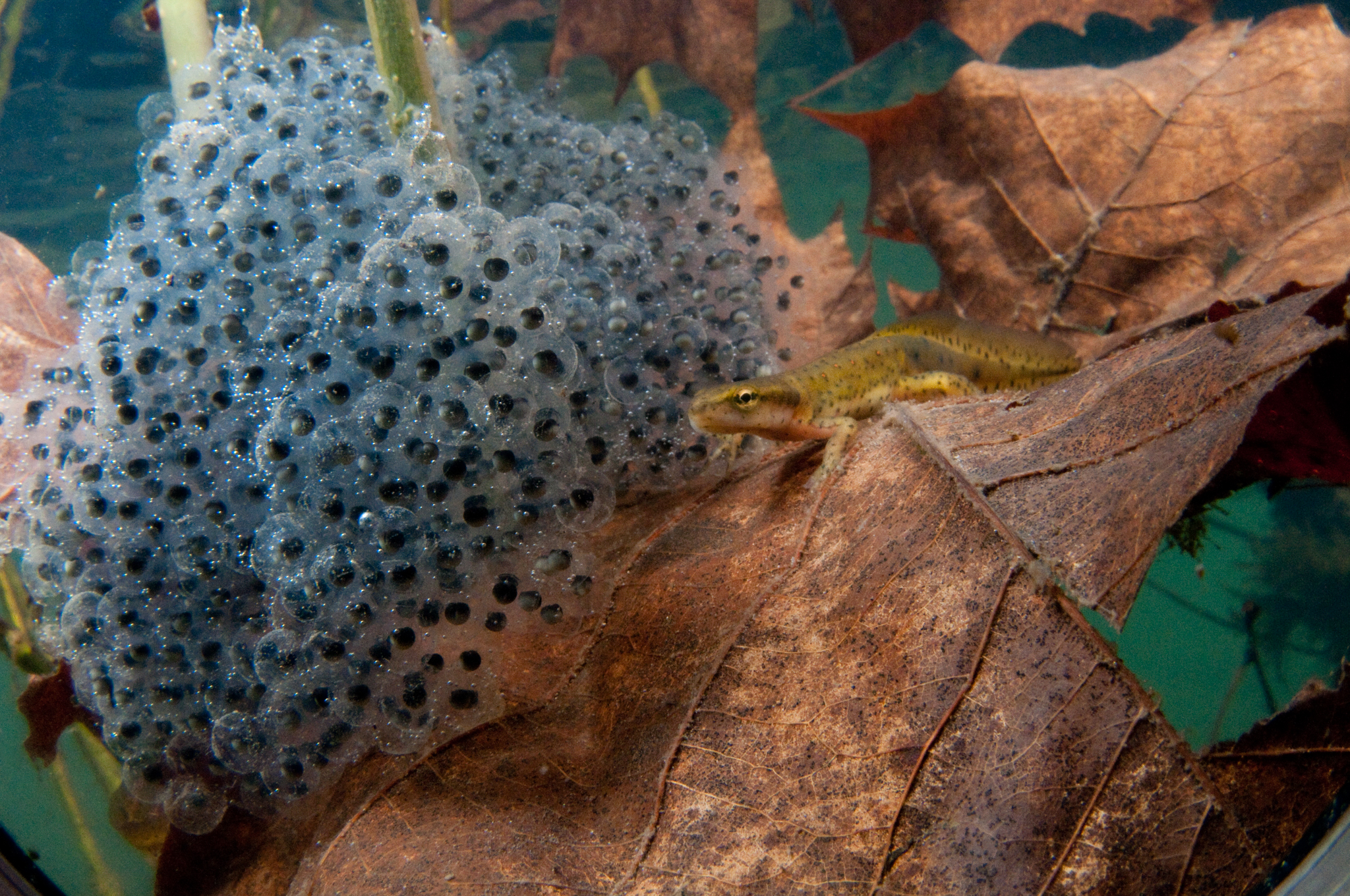 Central newt, (Notophthalmus viridens louisianensis), with egg mass by Joel Sartore.