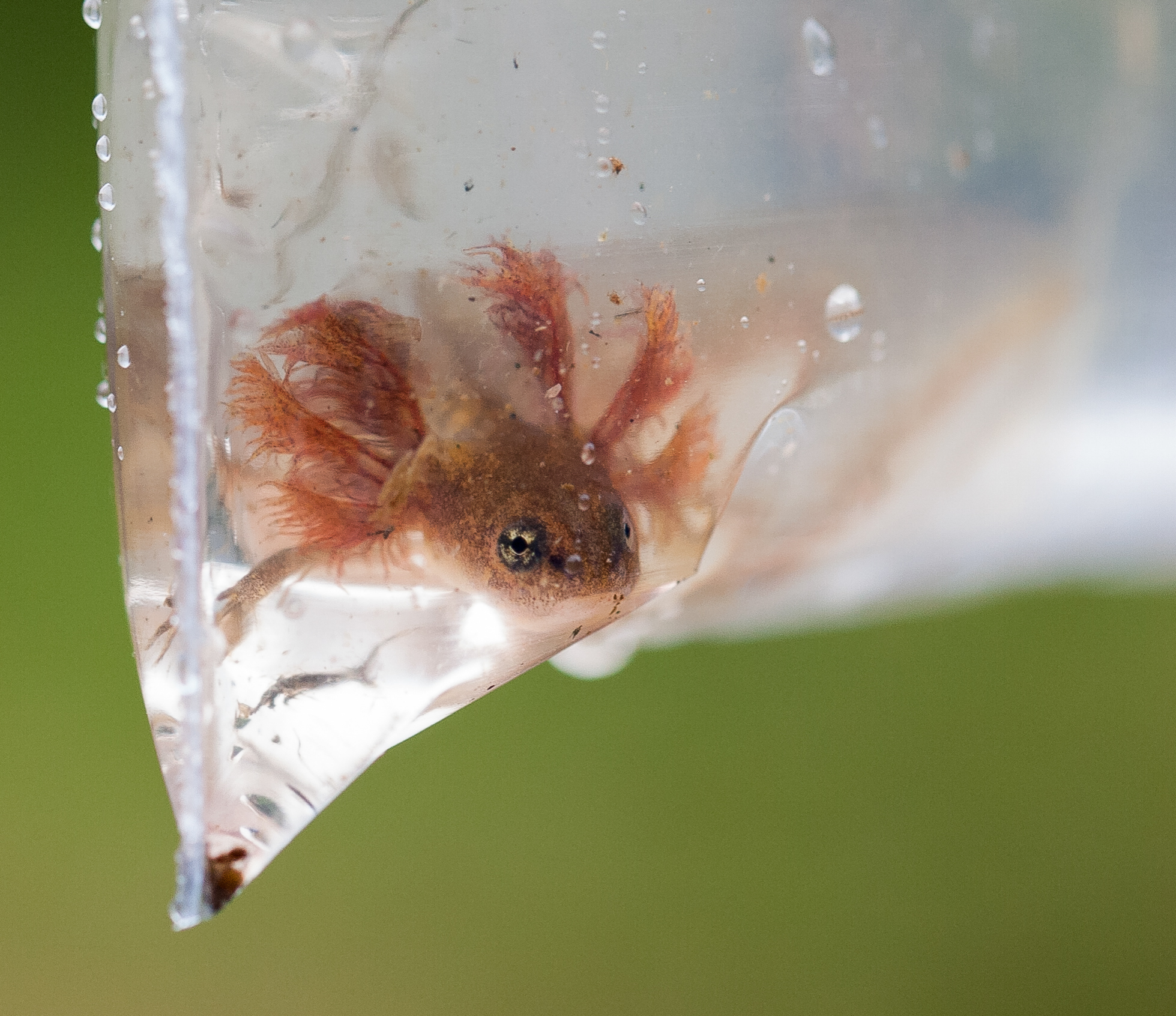 This Taricha newt larva uses its impressive external gills to breathe underwater. Newts are voracious predators even in the larval stage, devouring vast numbers of aquatic insects. Photograph by Geoffrey Giller