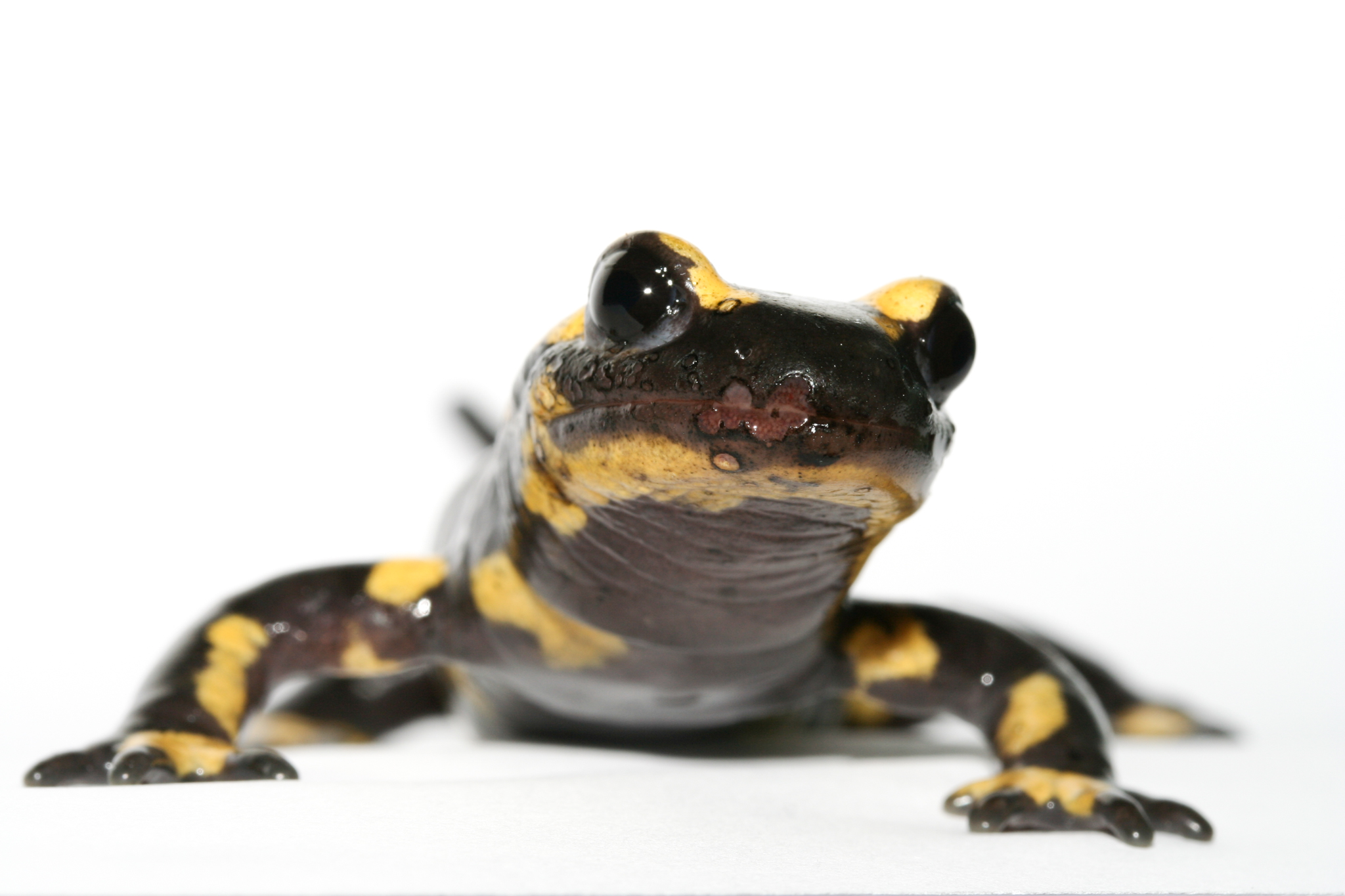 Bsal lesions are visible on the snout of this fire salamander. Photograph by An Martel