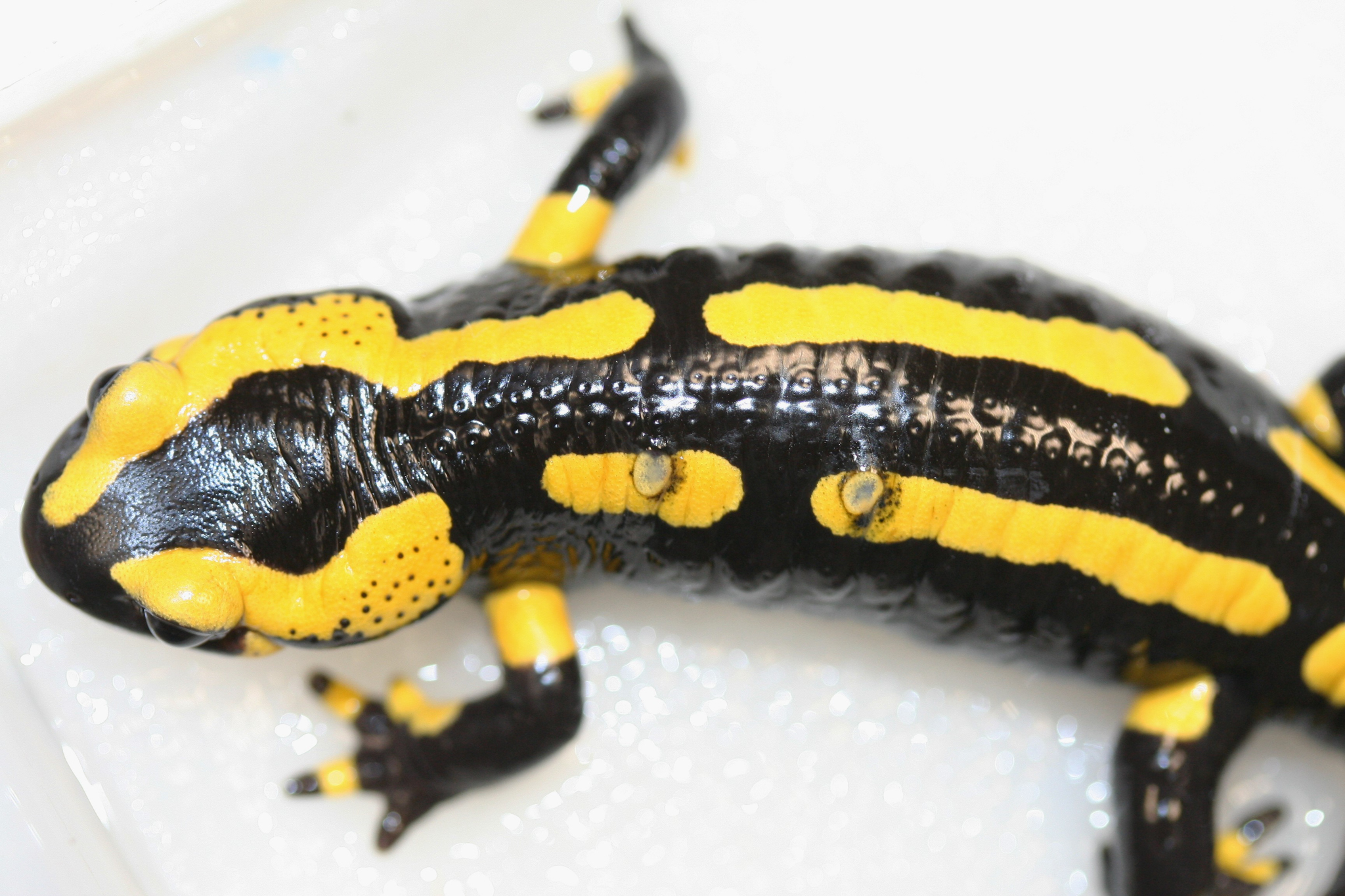 The two large Bsal lesions on the back of this fire salamander suggest that its fate is likely sealed. Photograph by Mark Blooi
