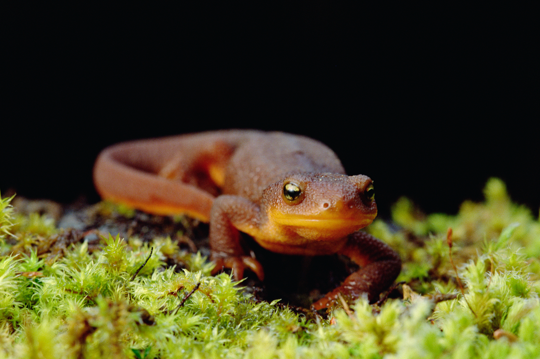 Rough-skinned Newt (Taricha granulosa) Siskiyou National Forest, Oregon. Photo by Gerry Ellis