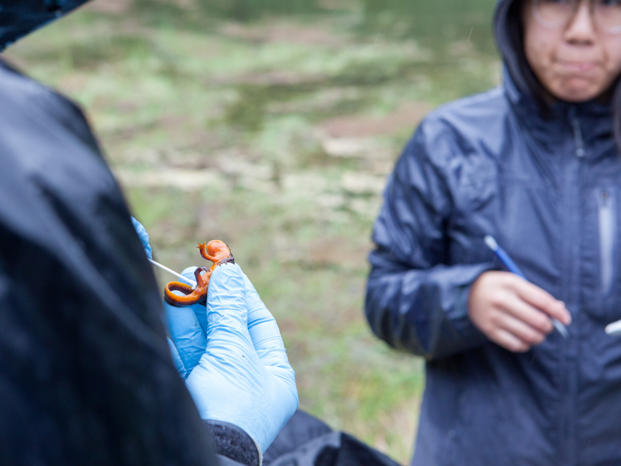 Vredenburg swabs a newt to test the salamander for Bsal infection as one of his students looks on. Photograph by Geoffrey Giller