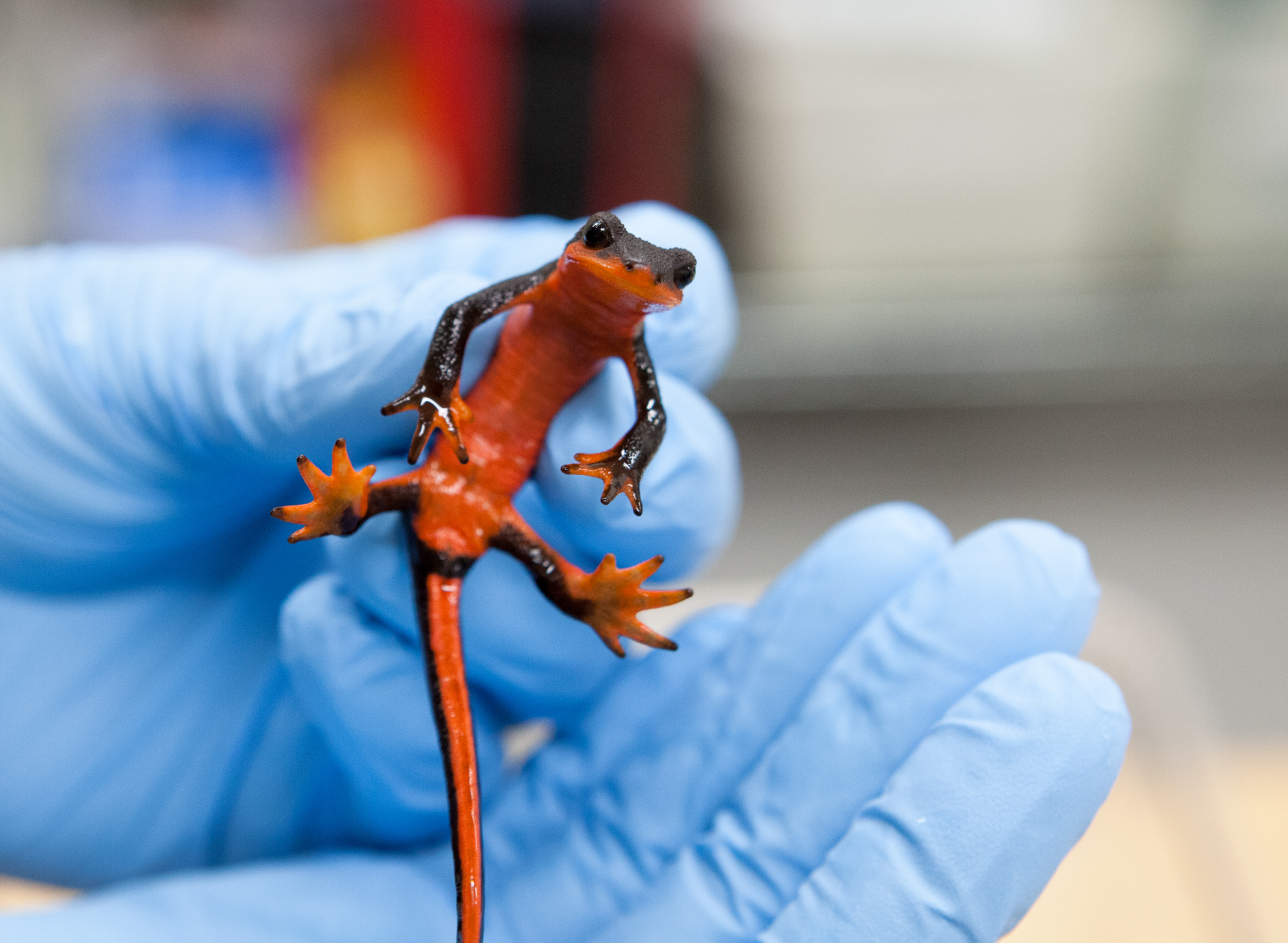 Vredenburg holds a red-bellied newt (Taricha rivularis) in his lab, another subject for his upcoming trial on Bsal susceptibility. While a 2014 paper indicated that another species of this genus was highly susceptible to Bsal, Vredenburg says that more testing is necessary to confirm those findings. Photograph by Geoffrey Giller