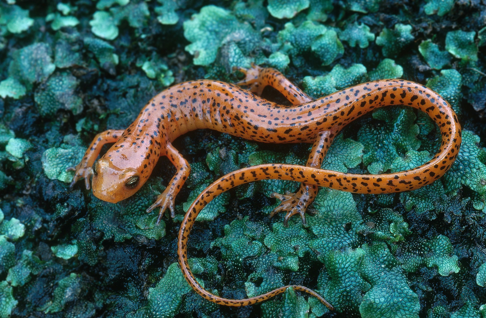 Long-tailed salamander (Eurycea longicauda) from Ohio. Photo by Gary Meszaros