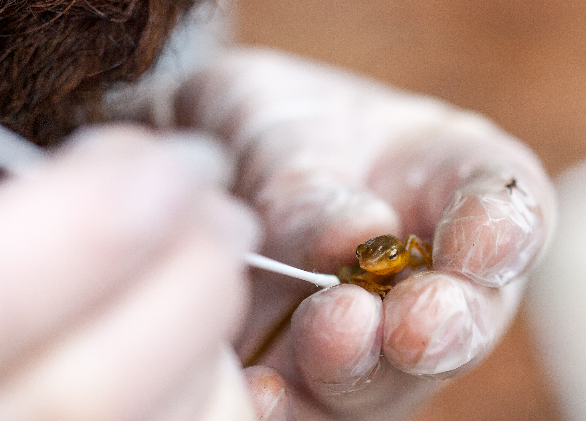 Grant holds a newt firmly but gently in a gloved hand as he swabs the newt’s skin. He’ll send the swabs to the USGS’s National Wildlife Health Center in Wisconsin, where they’ll be tested for Bsal. Photograph by Geoffrey Giller