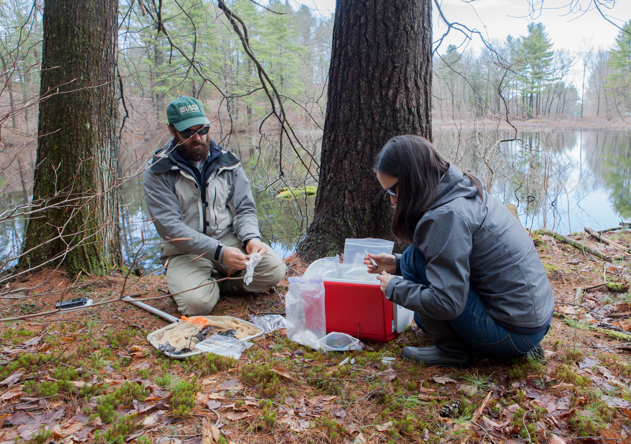 Grant and Adrianne Brand, a wildlife biologist also with the USGS, prepare to sample another newt for Bsal. They are part of a national task force hoping to keep Bsal at bay. Photograph by Geoffrey Giller