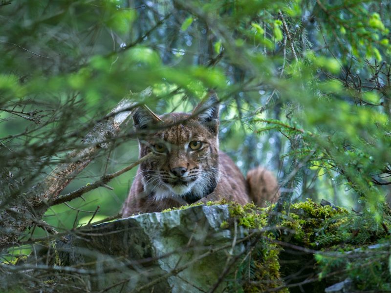 An anxious female Eurasian lynx (Lynx lynx) looks on as biologists tag her three-week-old cub.