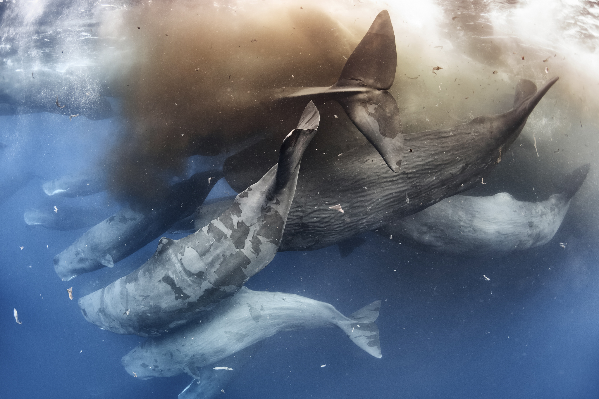 Sperm whales (Physeter macrocephalus) defecating while engaged in a massive social gathering. Defecation like this is common in sperm whale social gatherings, as is the shedding of skin, which further clouds the water in this shot.