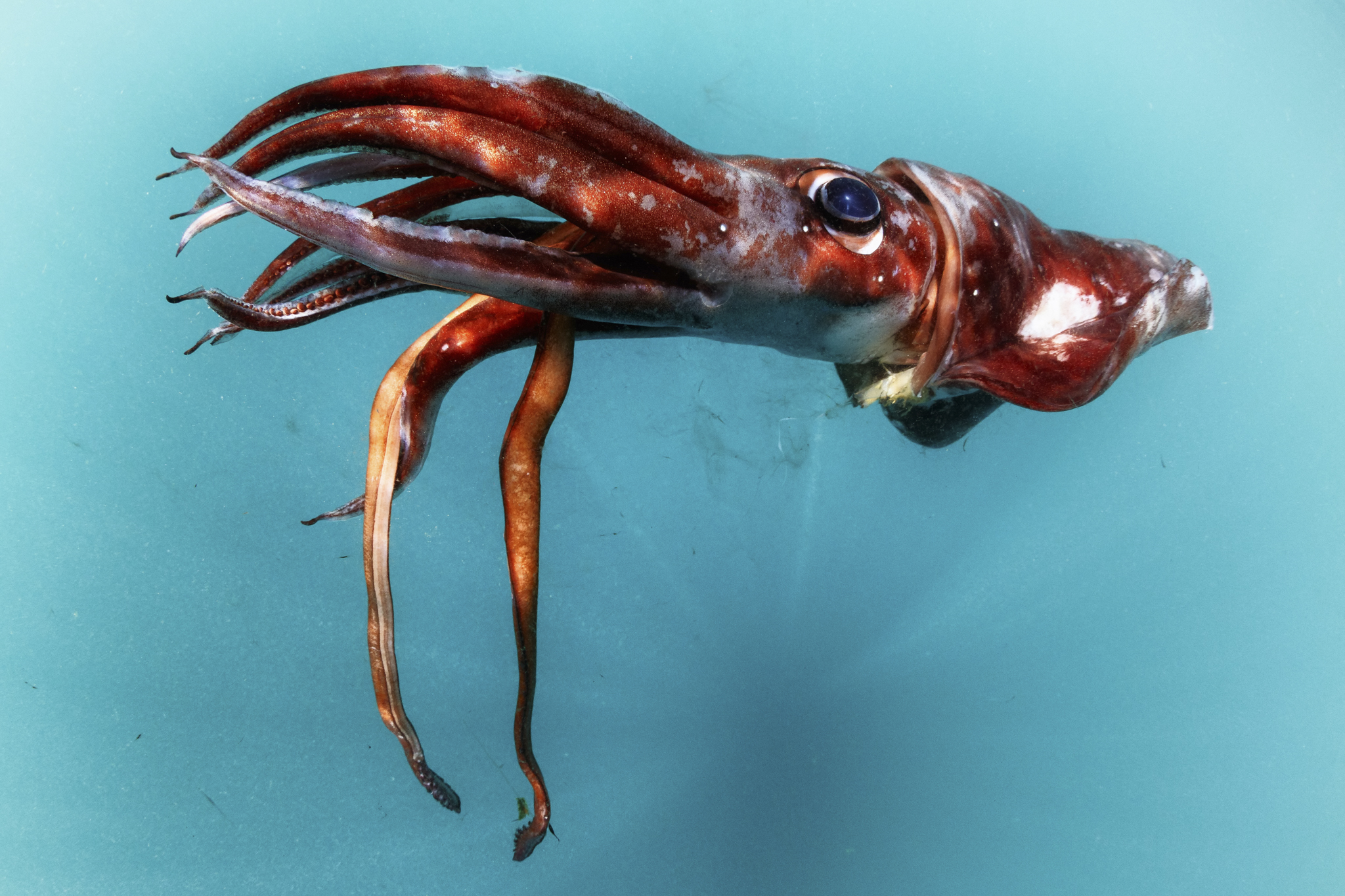 A dead Ancistrocheirus lesueuri squid, a cephalopod typically found at depths between 200 and 1000 meters. This specimen was found at the surface, floating upside down as pictured here. The species is an important part of the sperm whale’s diet, but it’s not known what killed this individual.