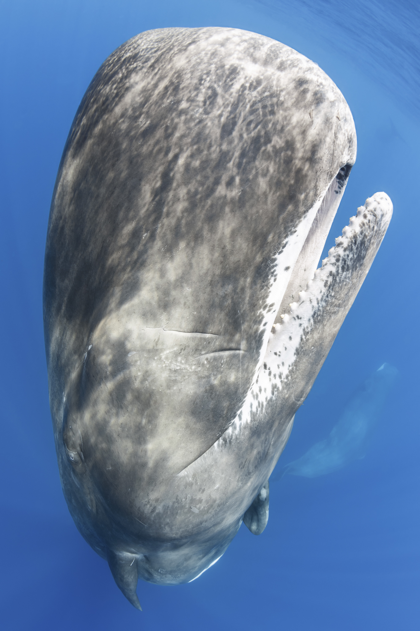 A curious adult sperm whale (Physeter macrocephalus) hanging just below the ocean surface, with two other members of her family group just visible in the background—one below and one swimming away at the top right. Note the whitened area around the whale's mouth, which is typical of sperm whales, and also the teeth of the lower jaw. Sperm whales do not have teeth in their upper jaws.