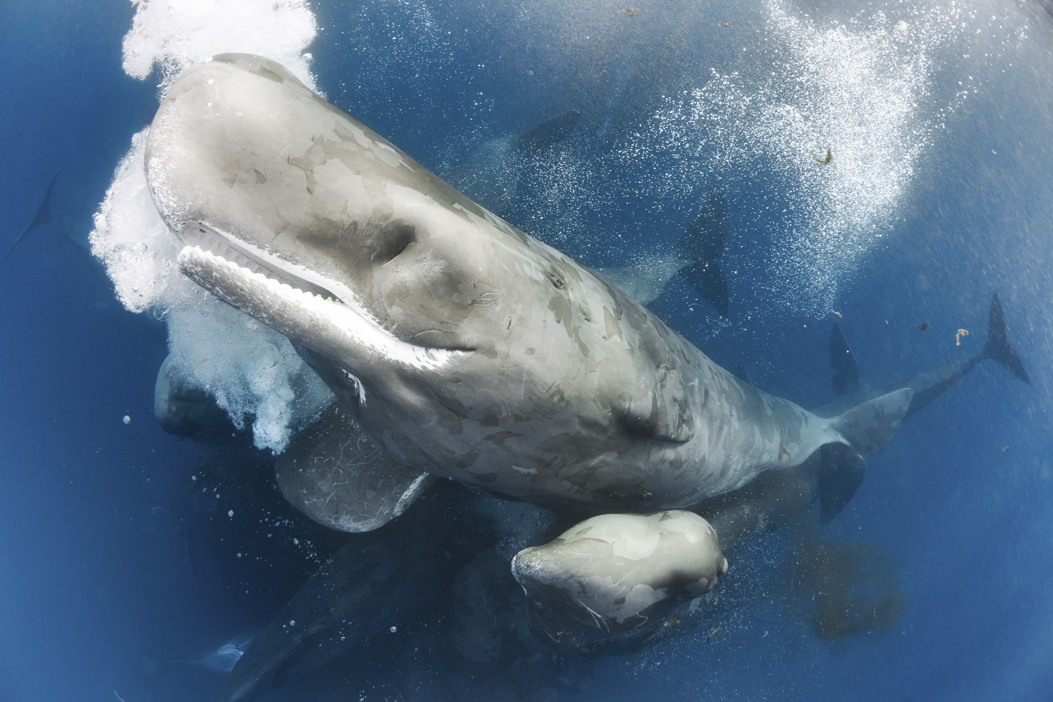 Members of an enormous social gathering that comprised hundreds of sperm whales (Physeter macrocephalus) and spread across many square kilometers. This family group comprised dozens of individuals that clicked, blew bubbles, rubbed their bodies against one another, dove to forage for food, and defecated almost continuously.