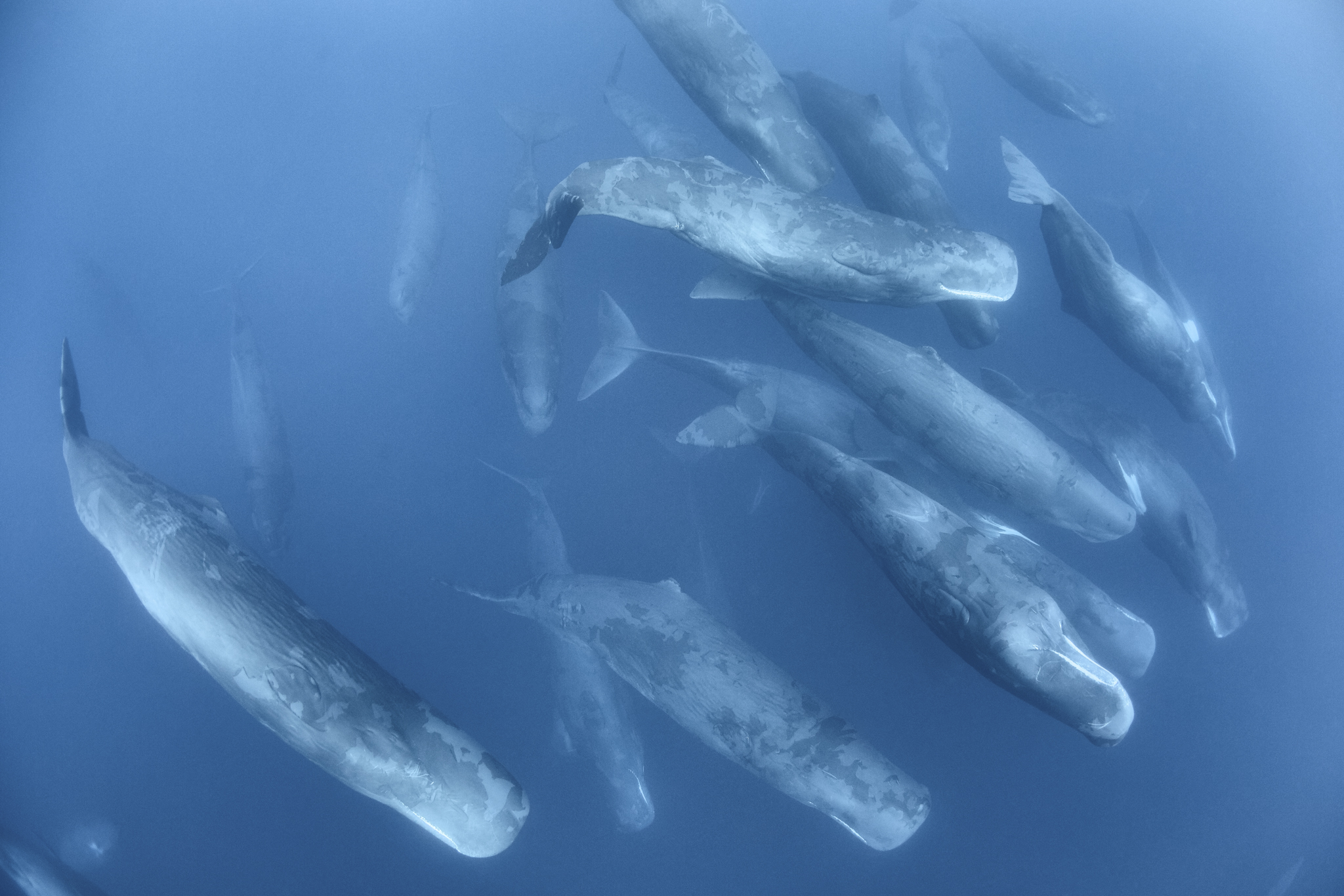 An aggregation of sperm whales (Physeter macrocephalus) engaged in social activity. The large gathering persisted for two days.