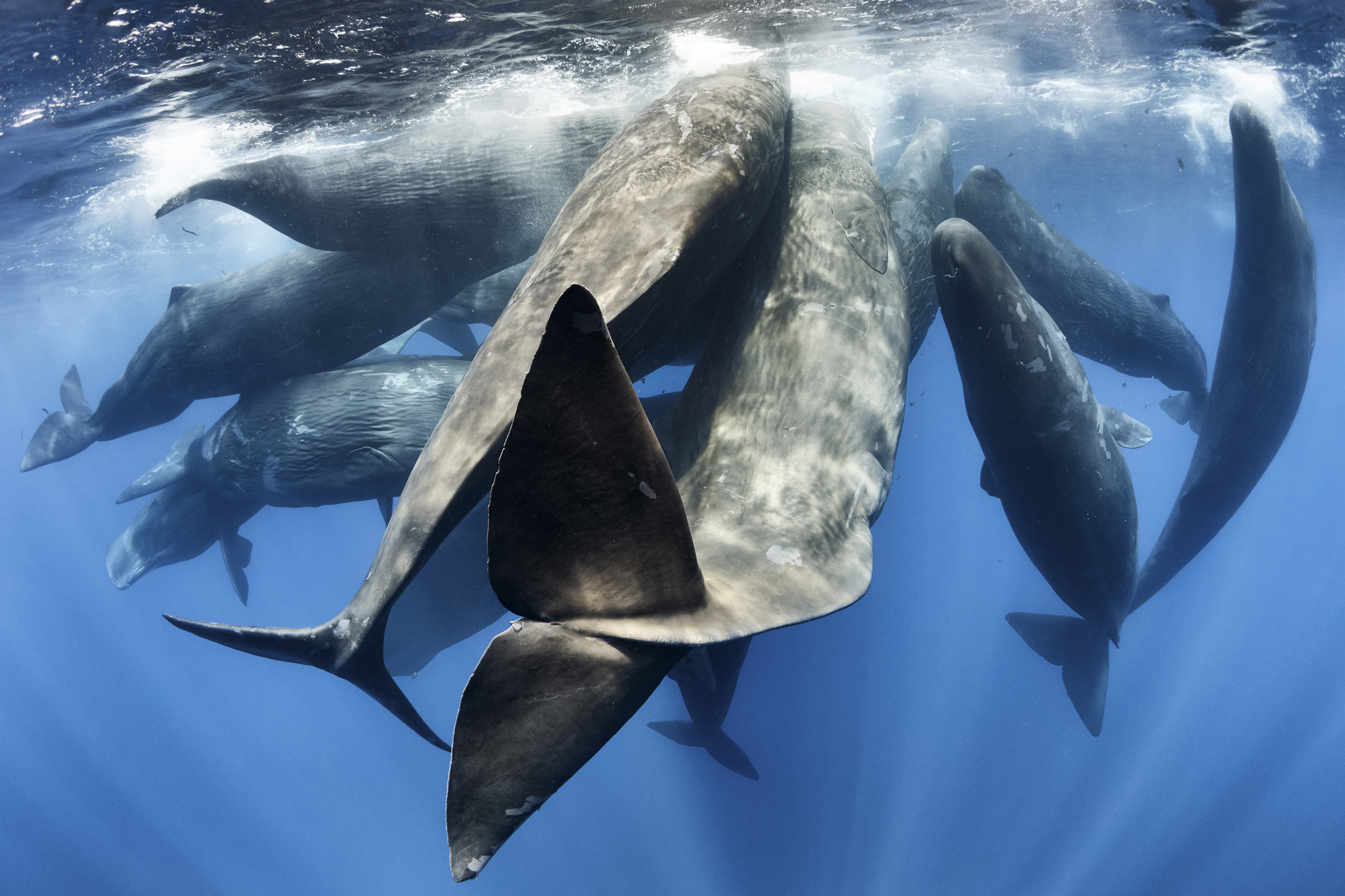 A family of sperm whales (Physeter macrocephalus) engaged in social activity, including a great deal of physical contact and biosonar communication.