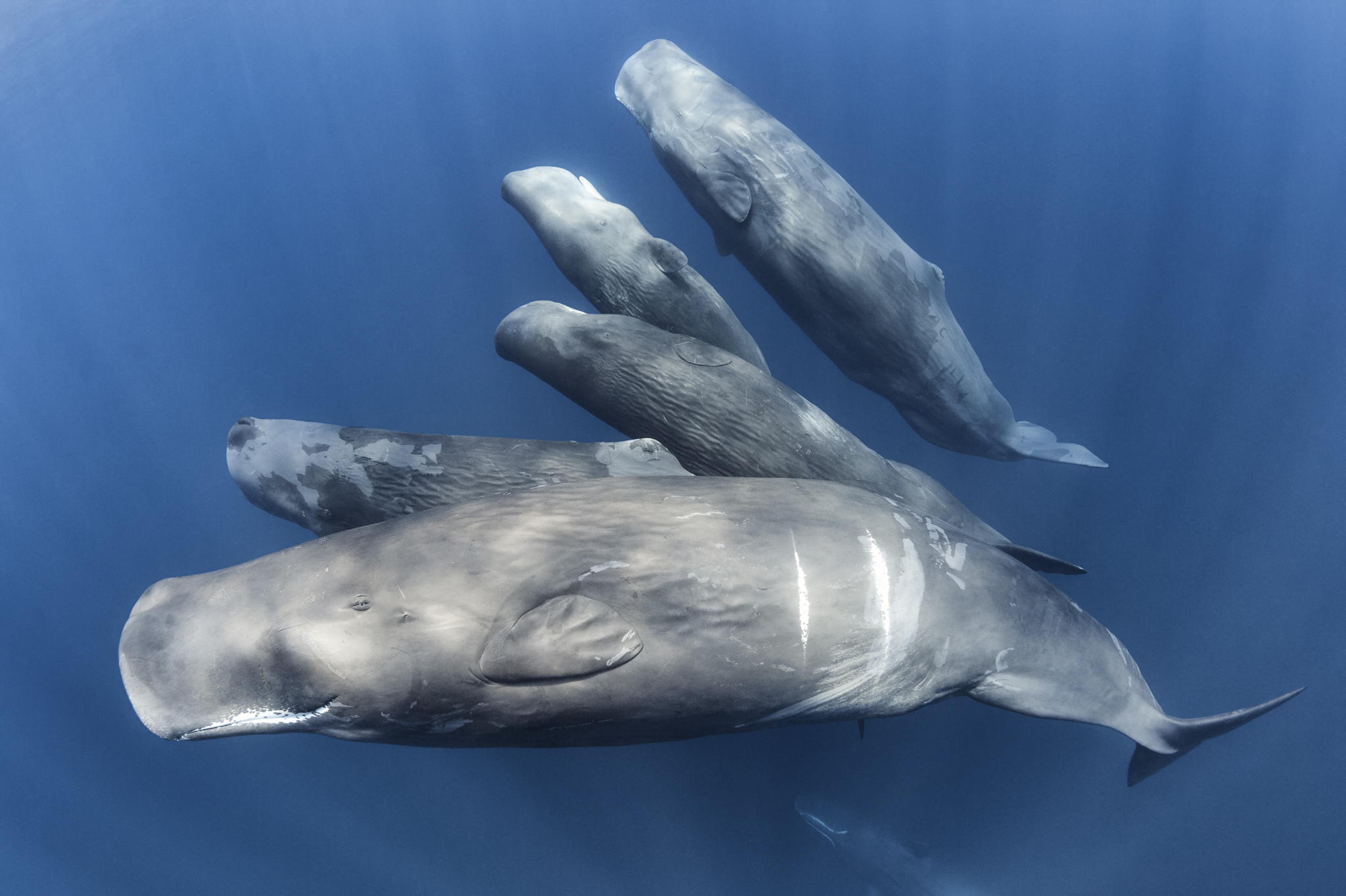 A curious family of sperm whales, comprising several adult females and three juveniles. The prominent white stripes on the surface of the adult in the foreground made it relatively easy for Tony Wu to distinguish this family unit from the many dozens of others gathered in the area.