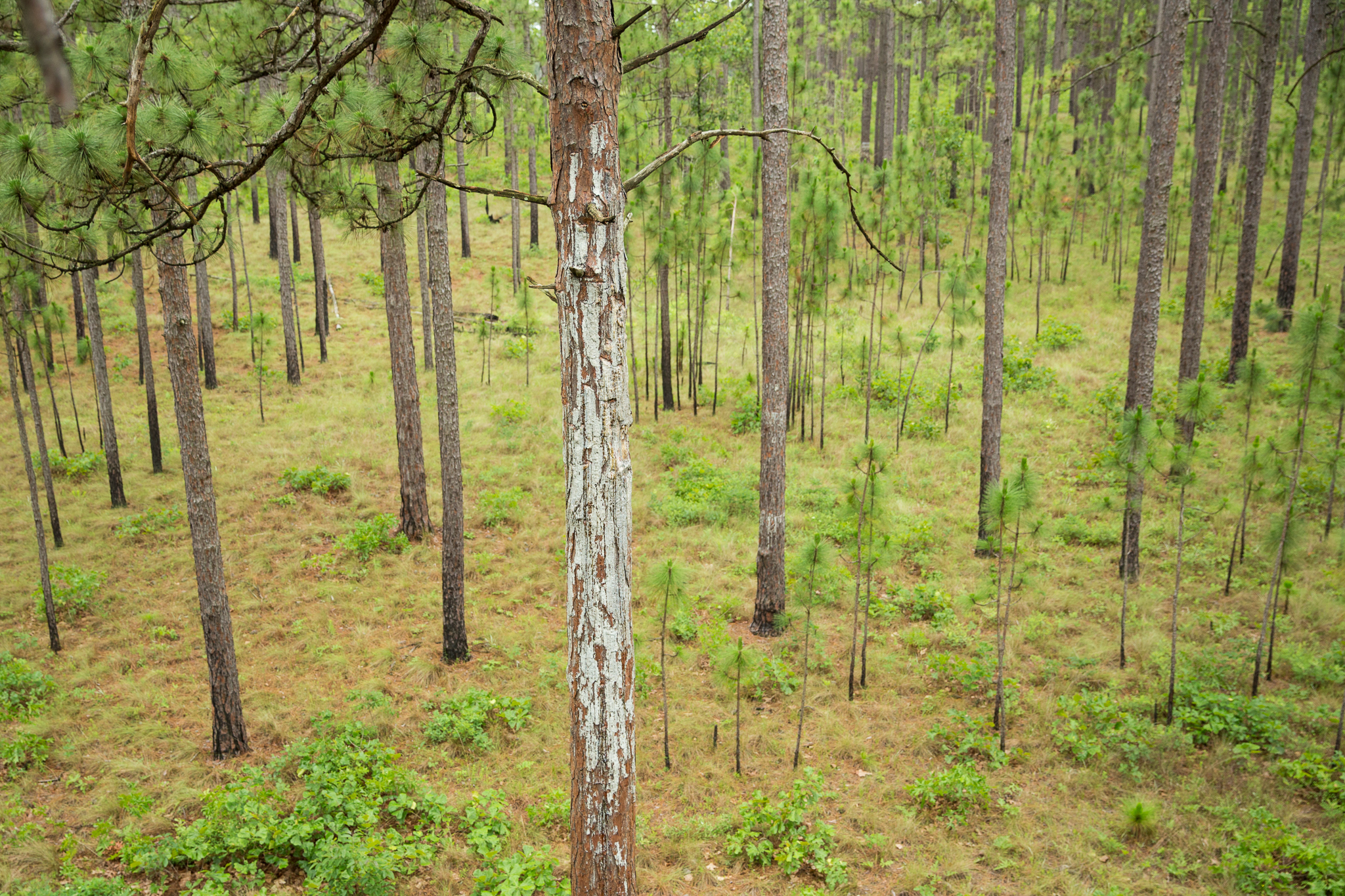 An active red-cockaded woodpecker nest is betrayed by the reddish bark and streaming sap running down a long leaf pine in the gamelands outside Southern Pines, NC.