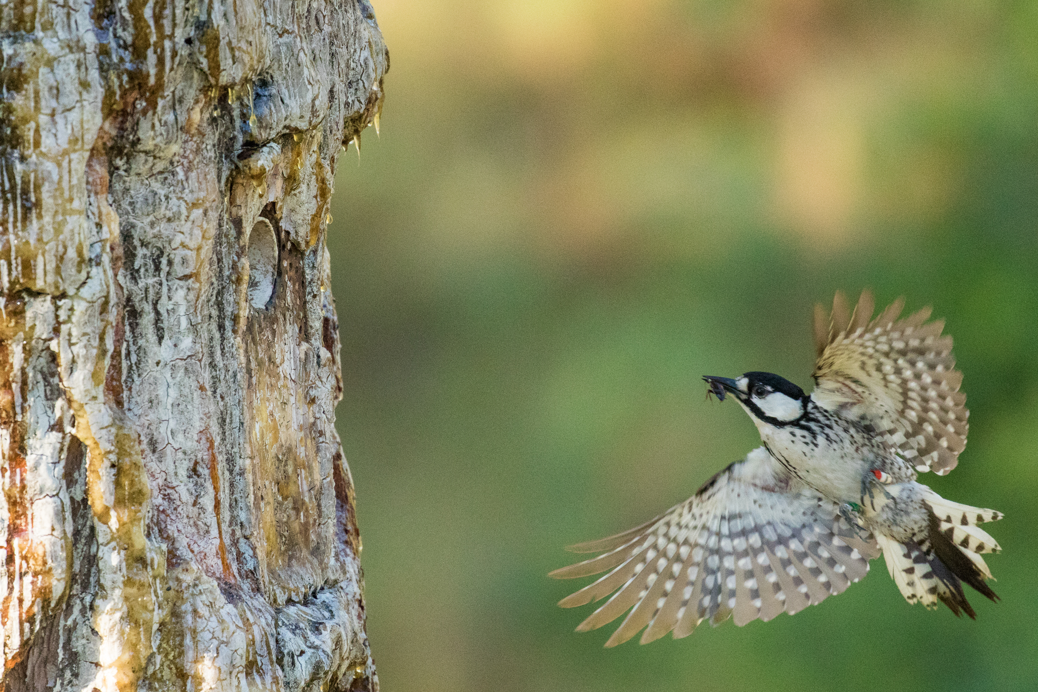 A red-cockaded woodpecker brings a meal back to its chicks, which are safely holed up in an artificial nest cavity outside Southern Pines, NC.