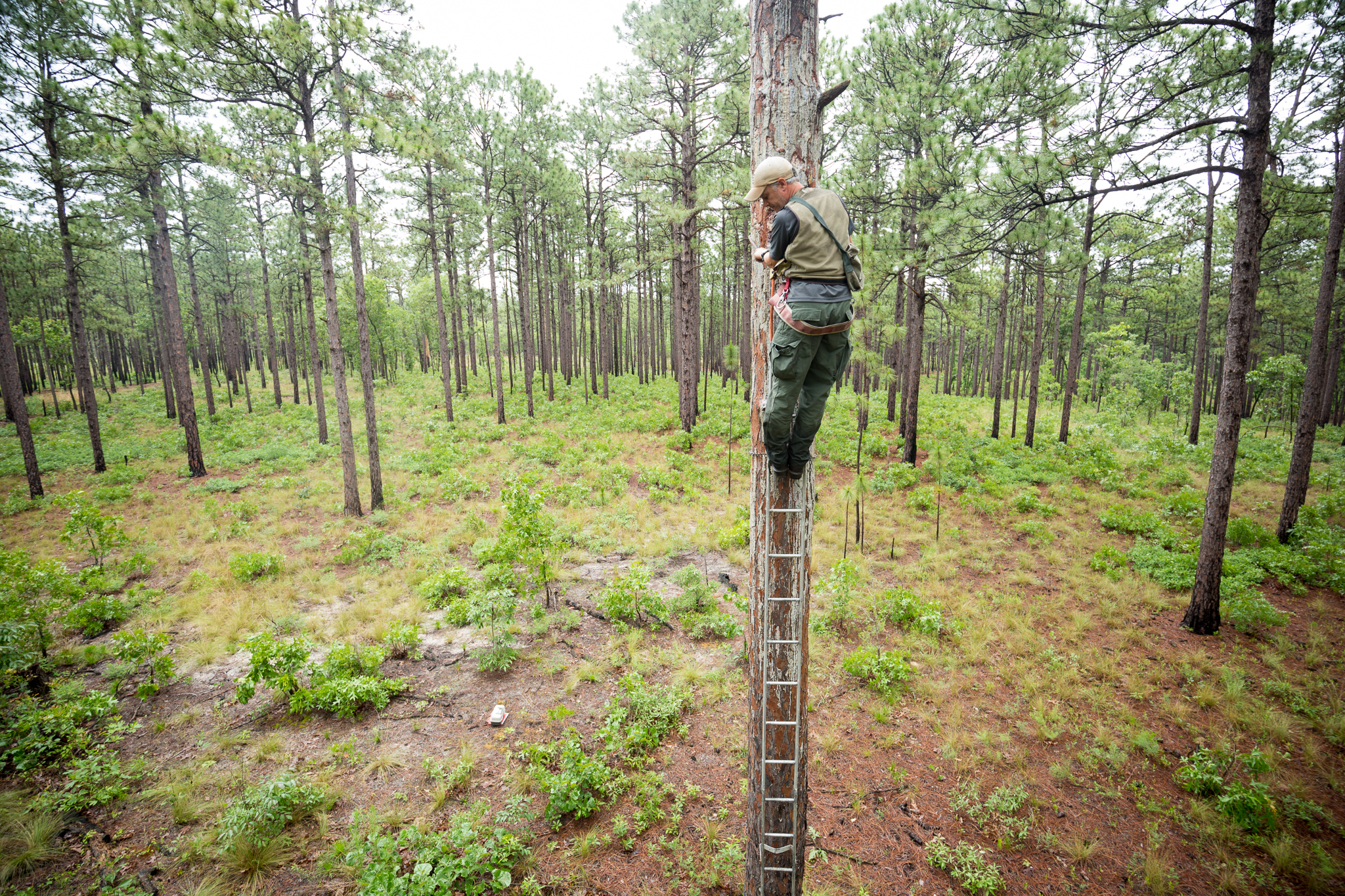 Biologist Andy Van Lanen with the Sandhills Ecological Institute inspects nesting cavities for red-cockaded woodpeckers in the gamelands outside Southern Pines, NC.