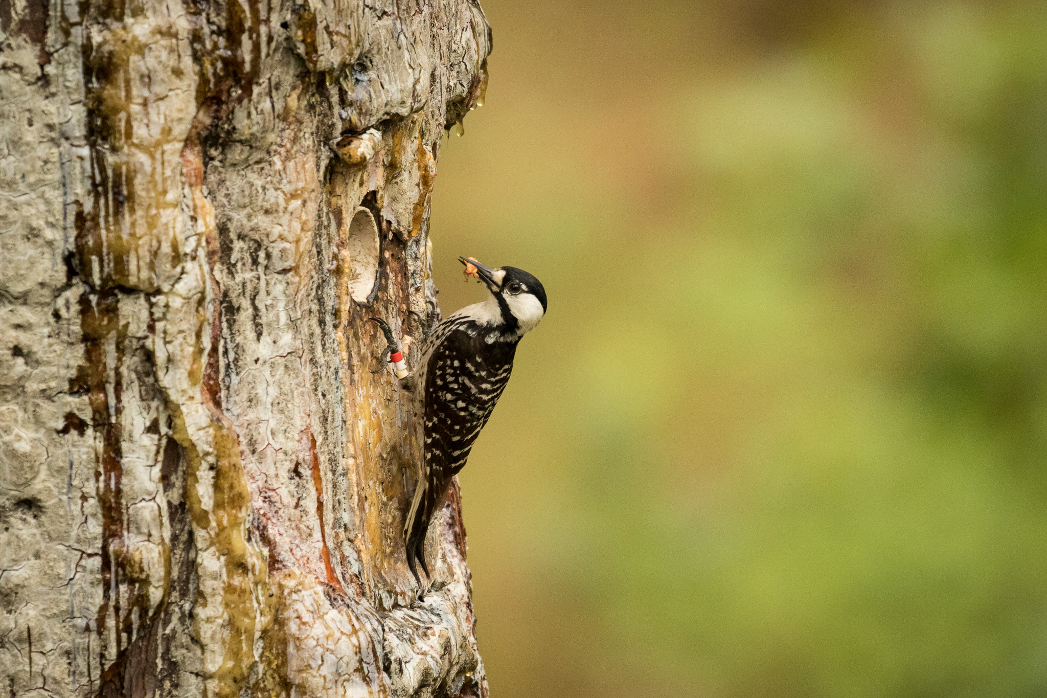 A RCW delivers food to its chicks in the gamelands outside Southern Pines, NC.