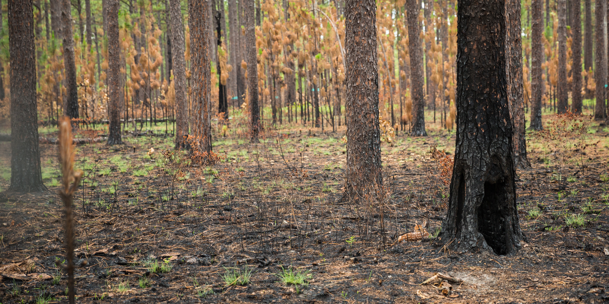 A fawn rests at the base of a recent burn in a longleaf grove in Fort Bragg, NC. Prescribed burns keep the forest healthy.